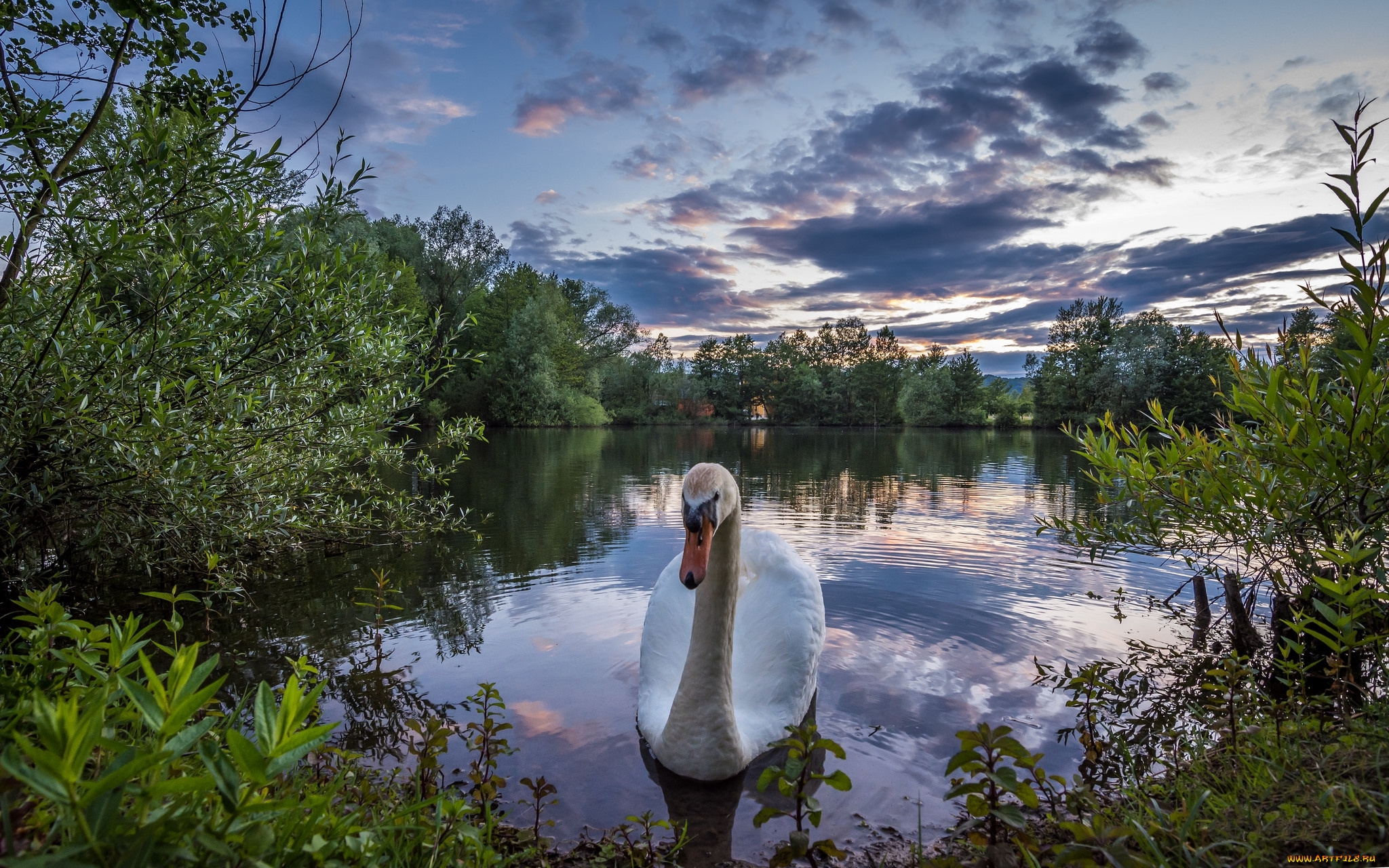 животные, лебеди, птичка