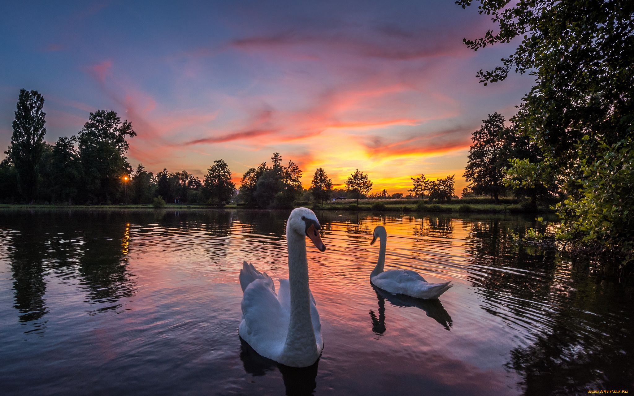 животные, лебеди, птичка