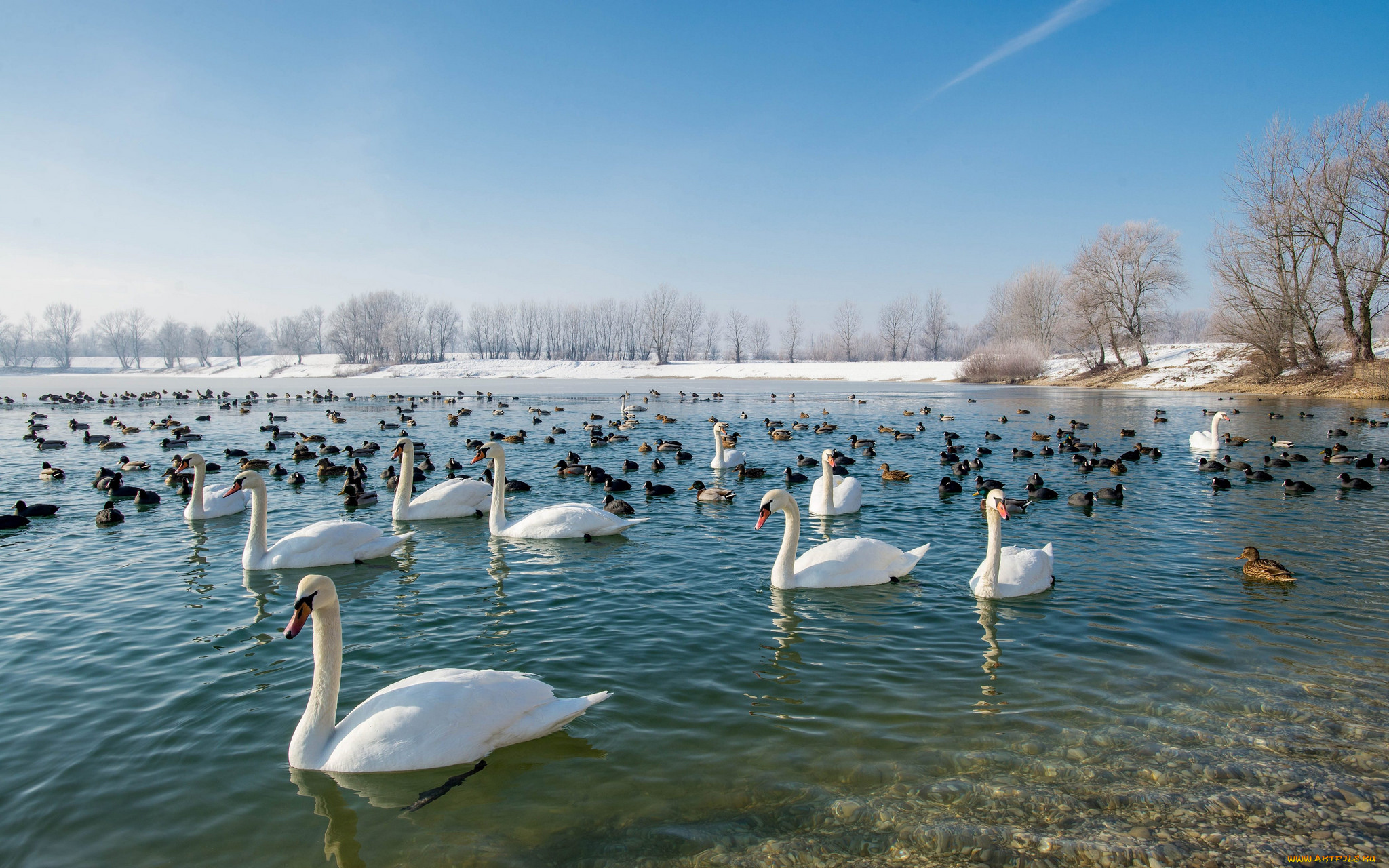 животные, разные, вместе, птичка