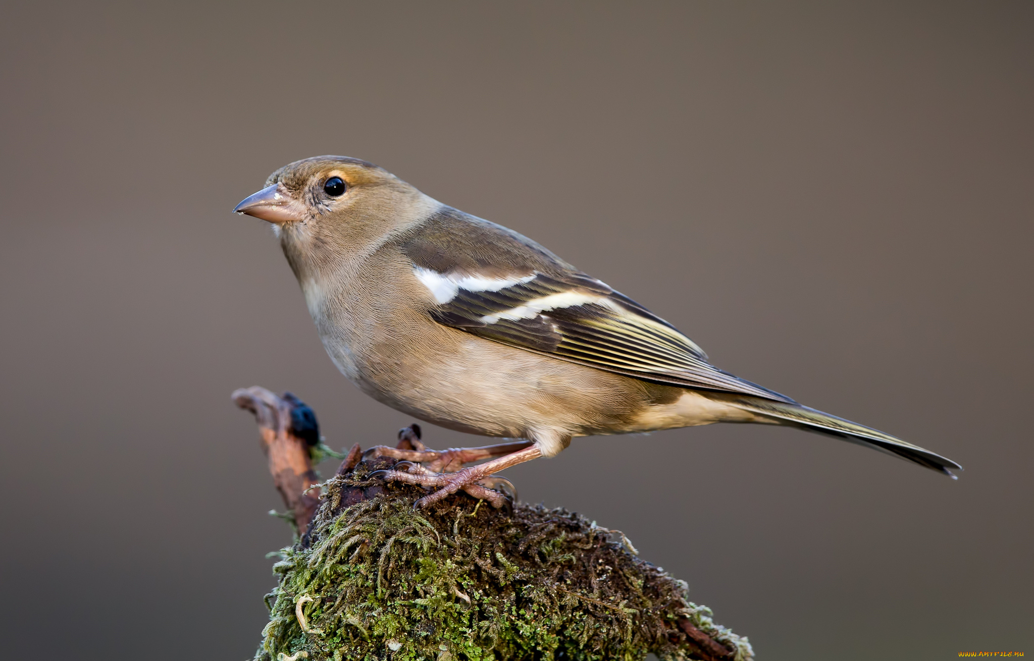 животные, птицы, птичка
