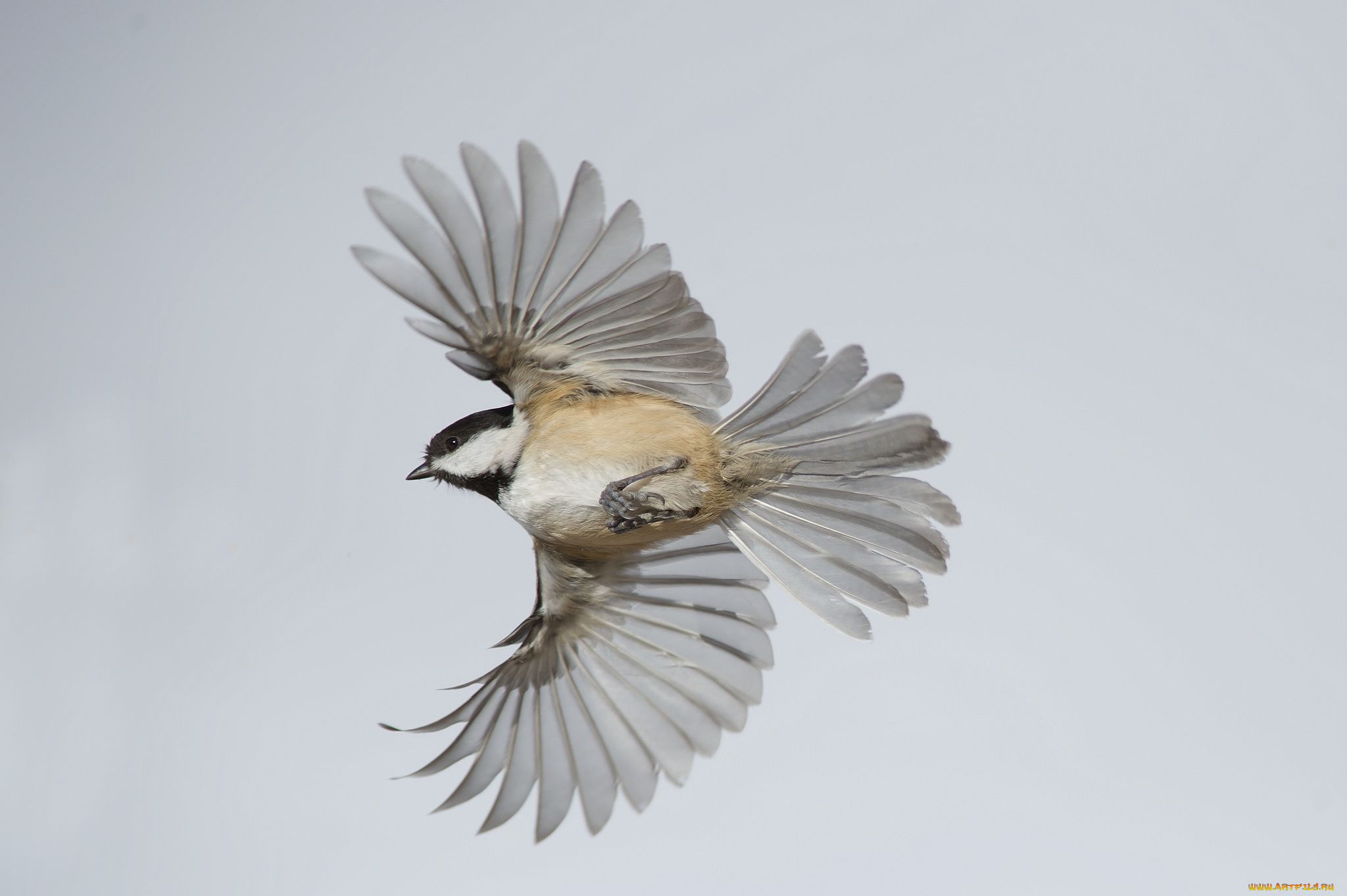 животные, синицы, , лазоревки, птичка