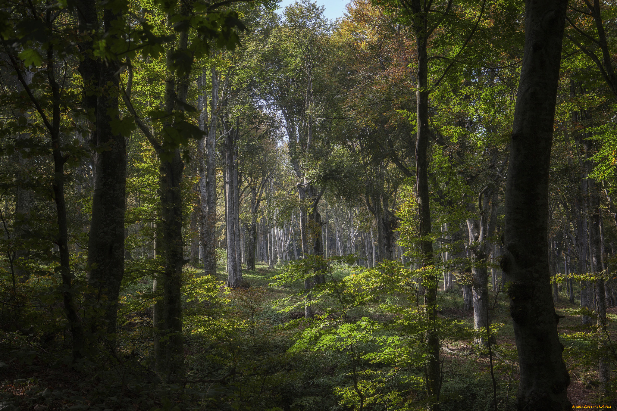 природа, лес, деревья