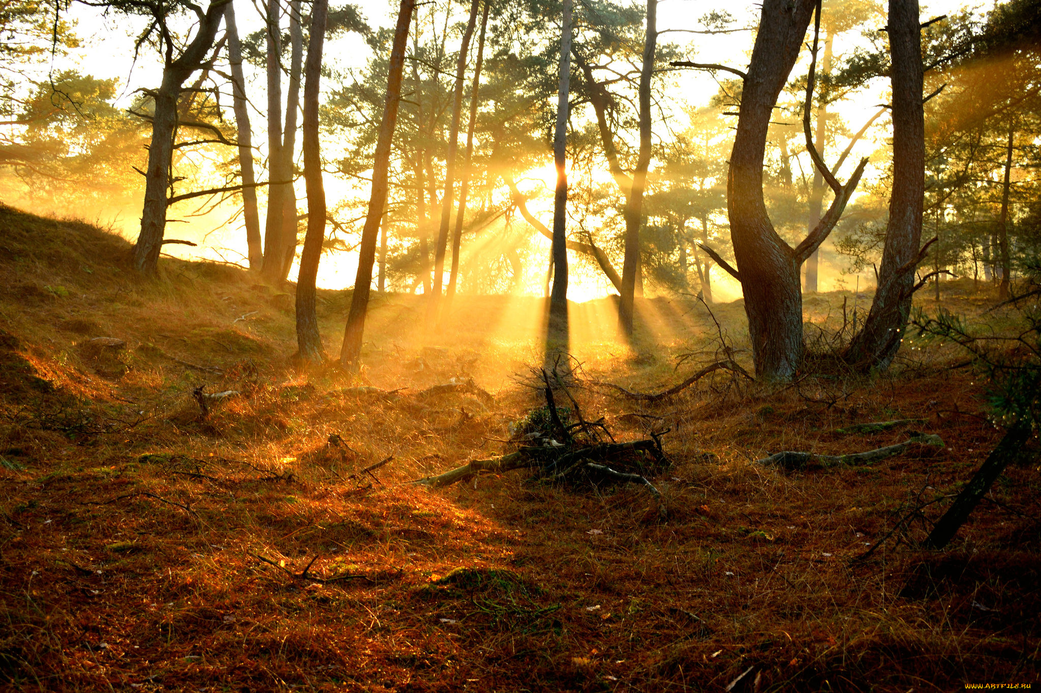 природа, лес, деревья