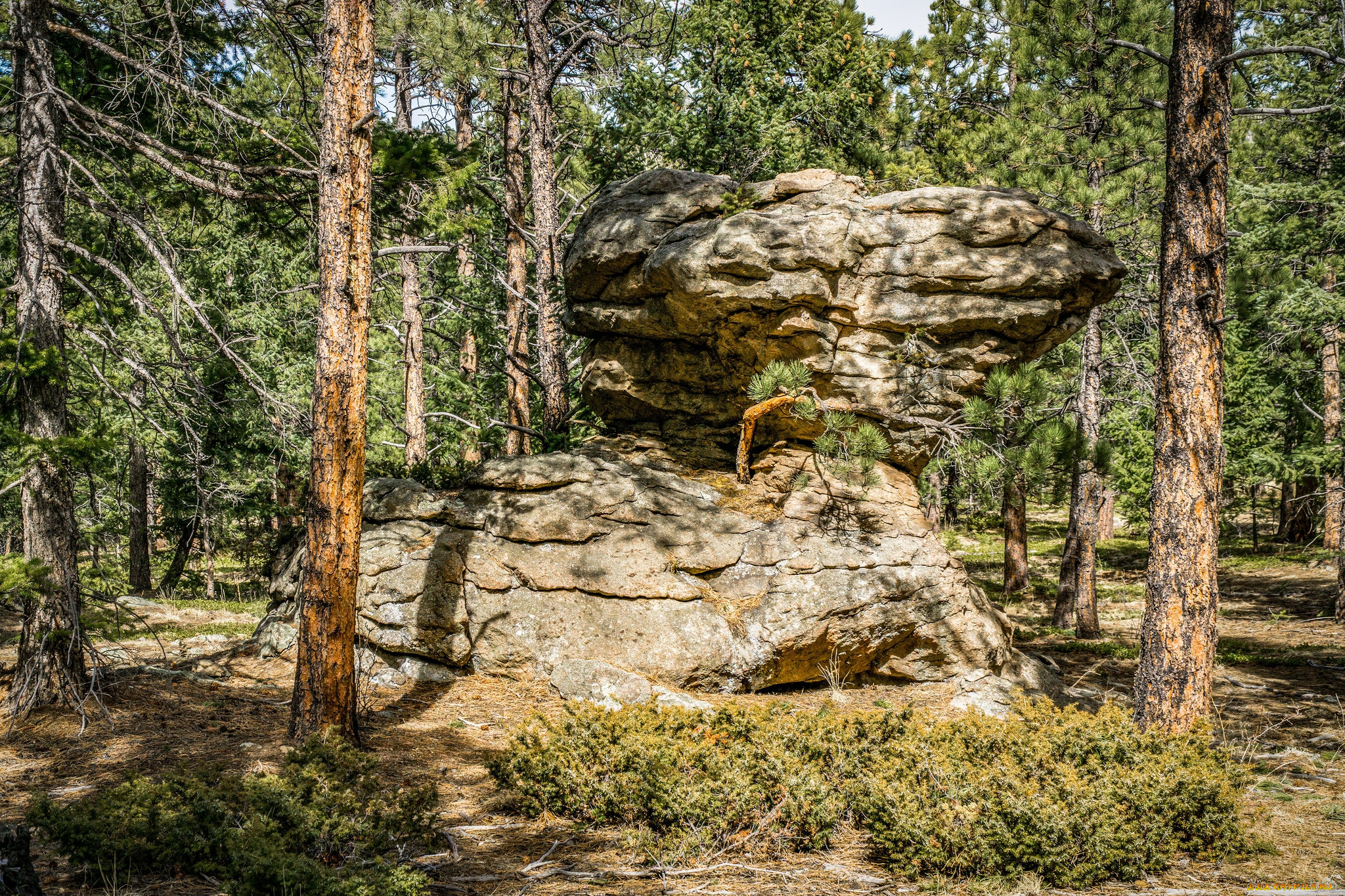 природа, лес, деревья