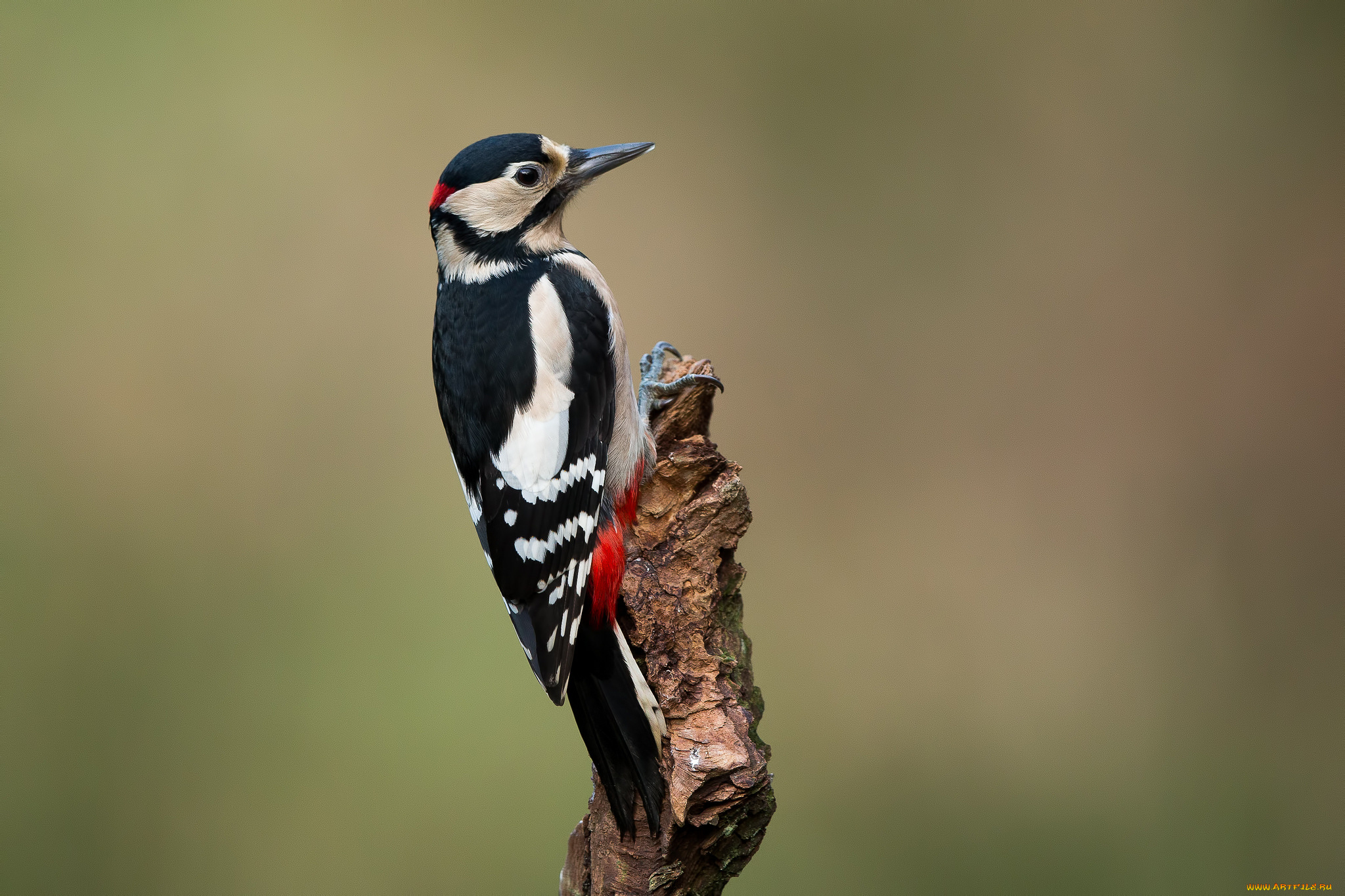 животные, дятлы, птичка