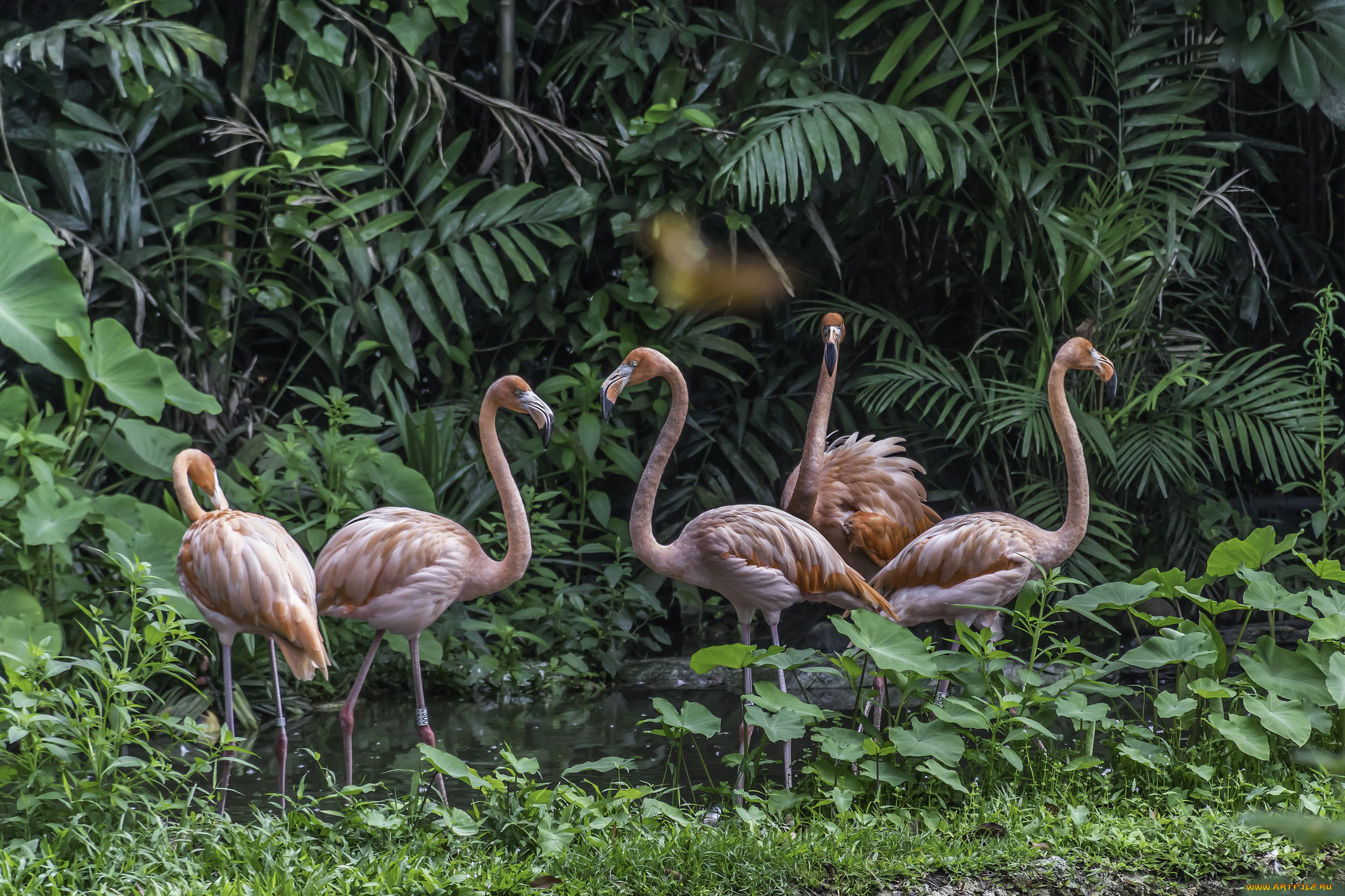 животные, фламинго, птичка