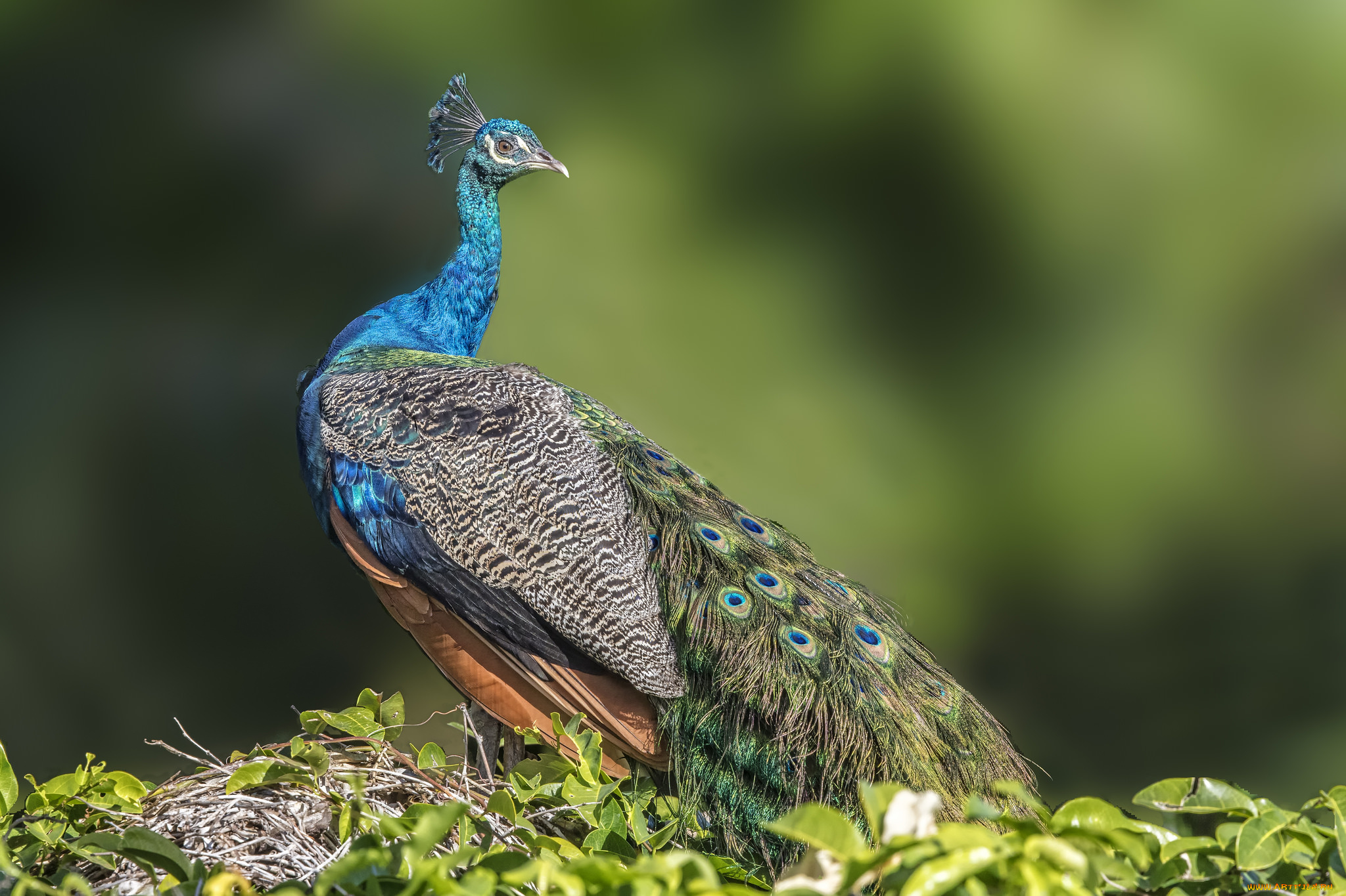 животные, павлины, птичка