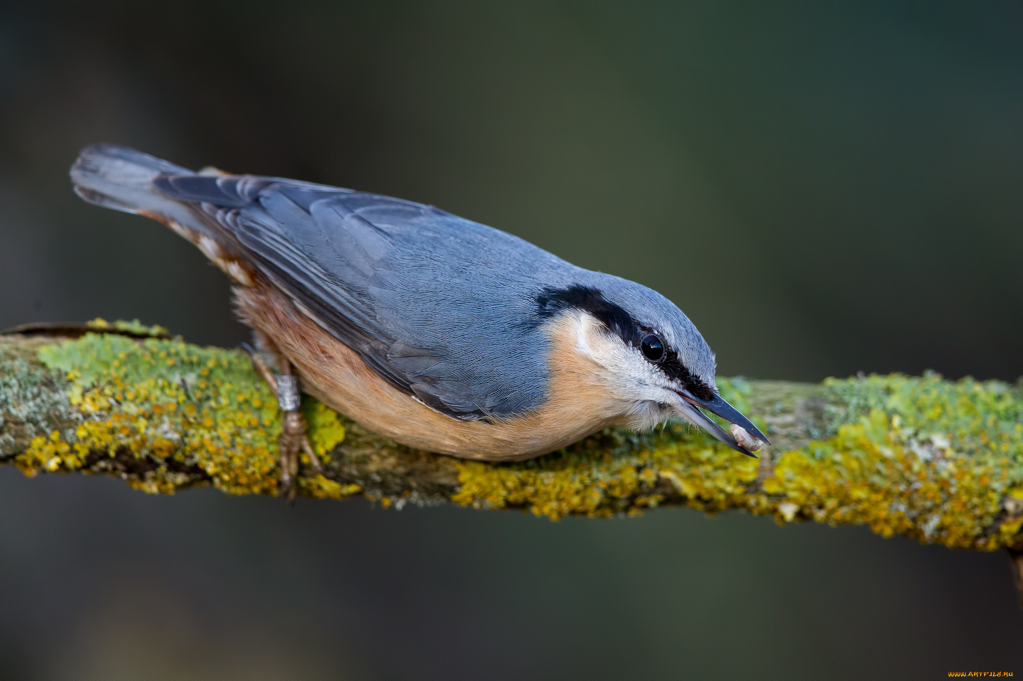 животные, поползни, птичка