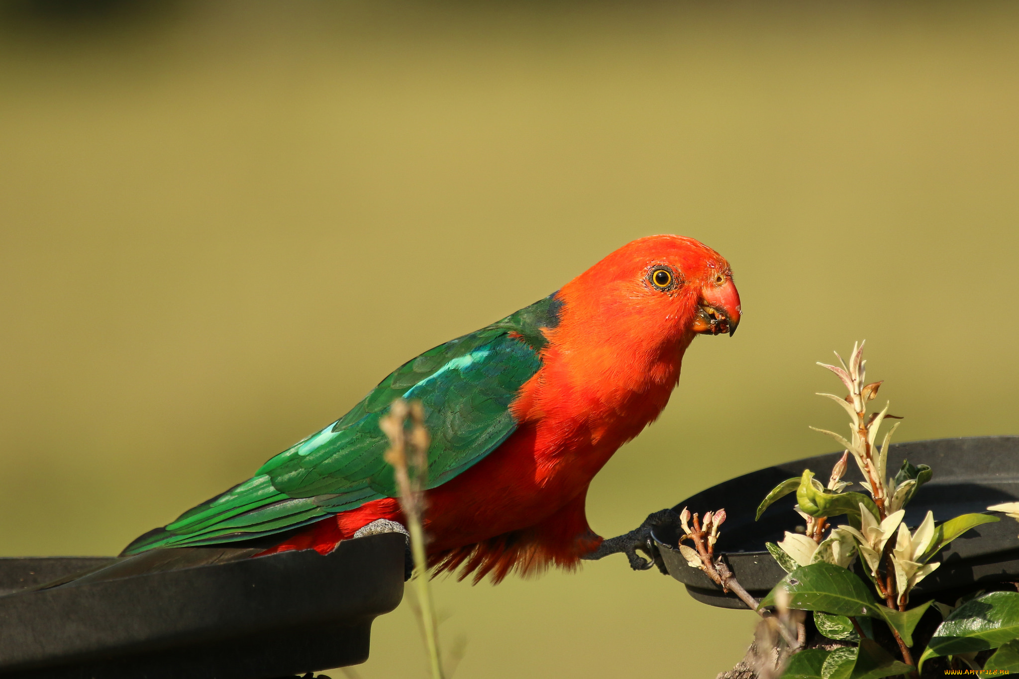 животные, попугаи, птичка