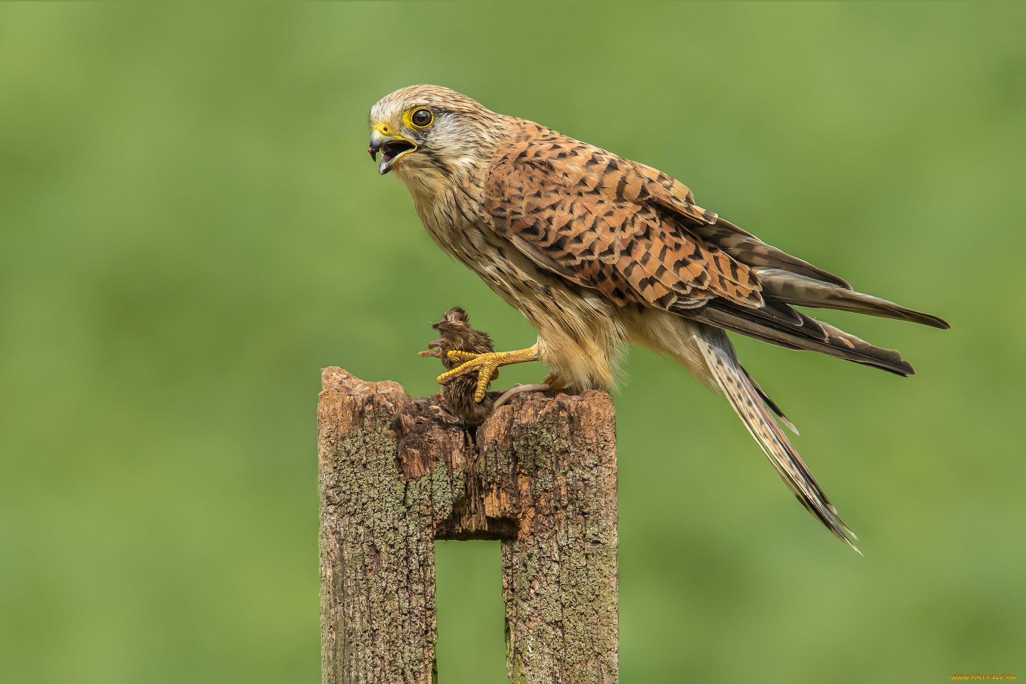 животные, птицы, -, хищники, птичка