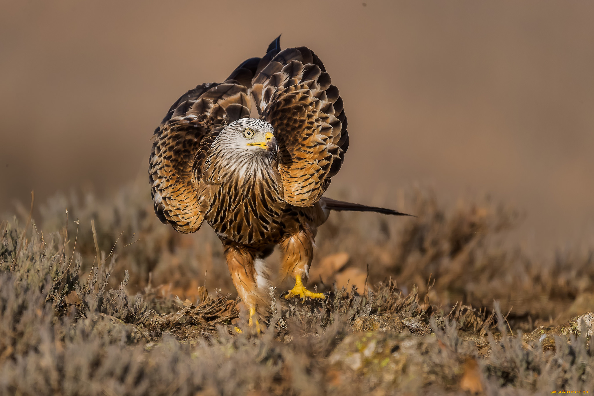 животные, птицы, -, хищники, птичка