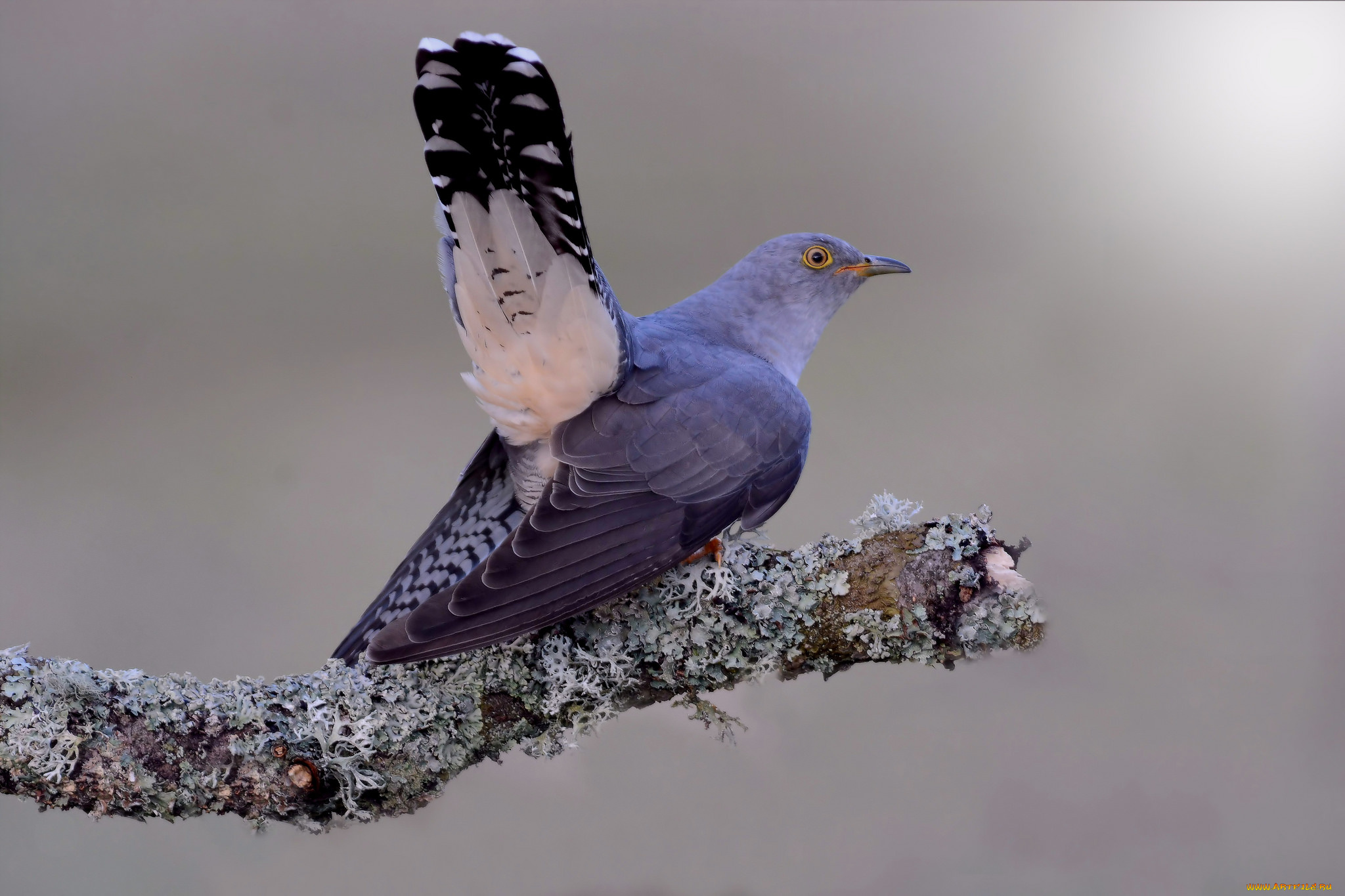 животные, птицы, птичка