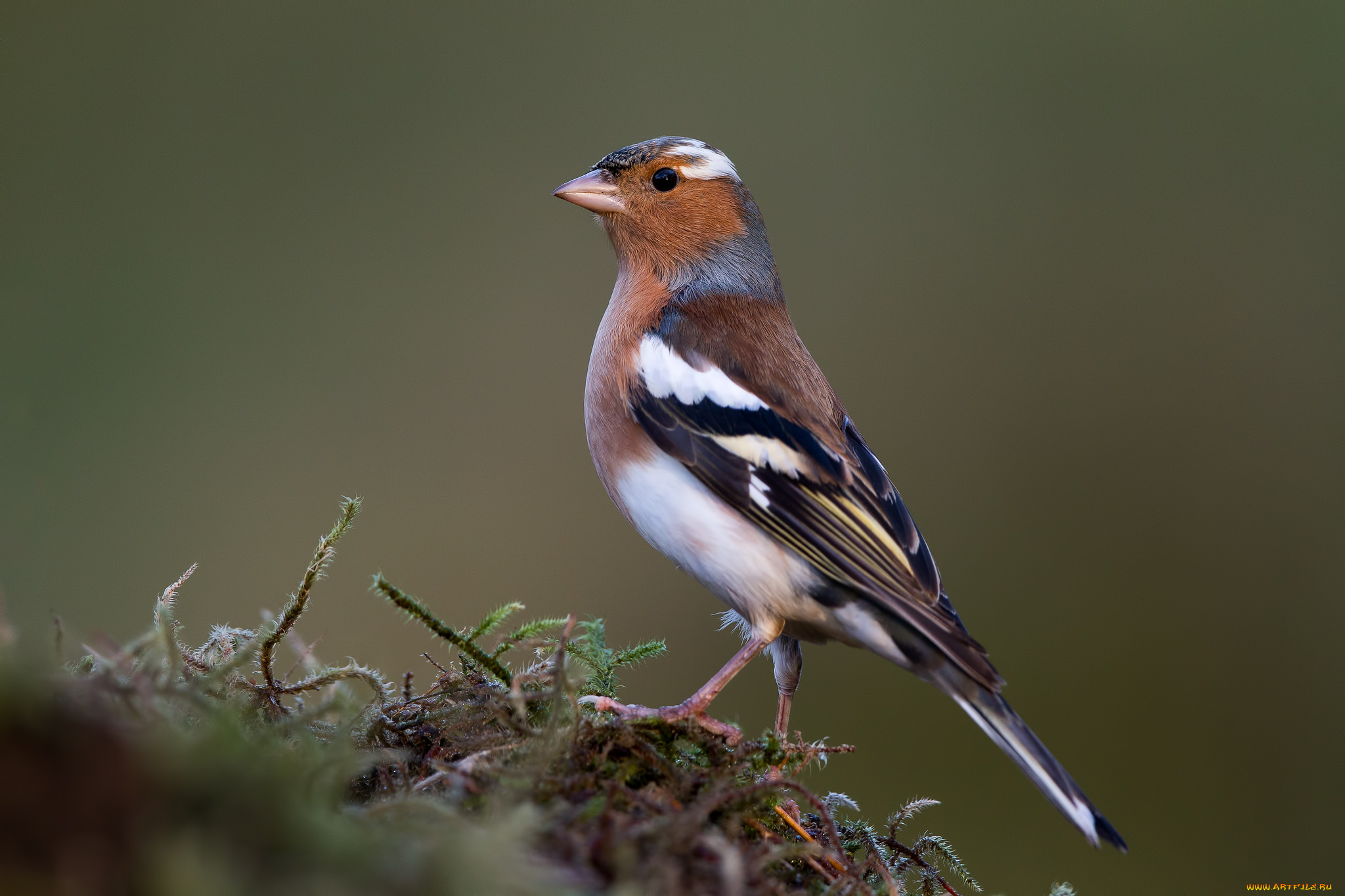 животные, птицы, птичка