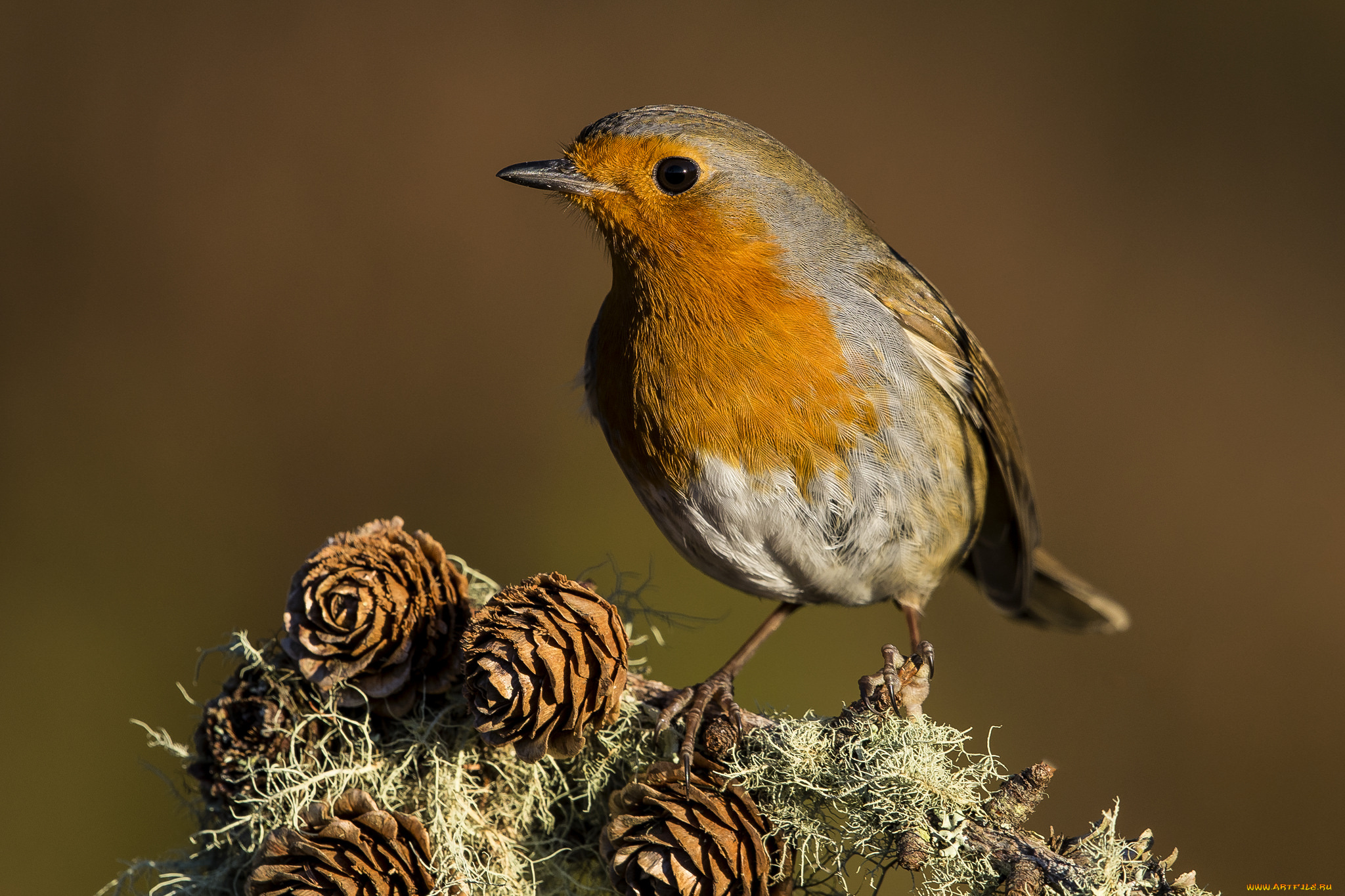 животные, синицы, , лазоревки, птичка