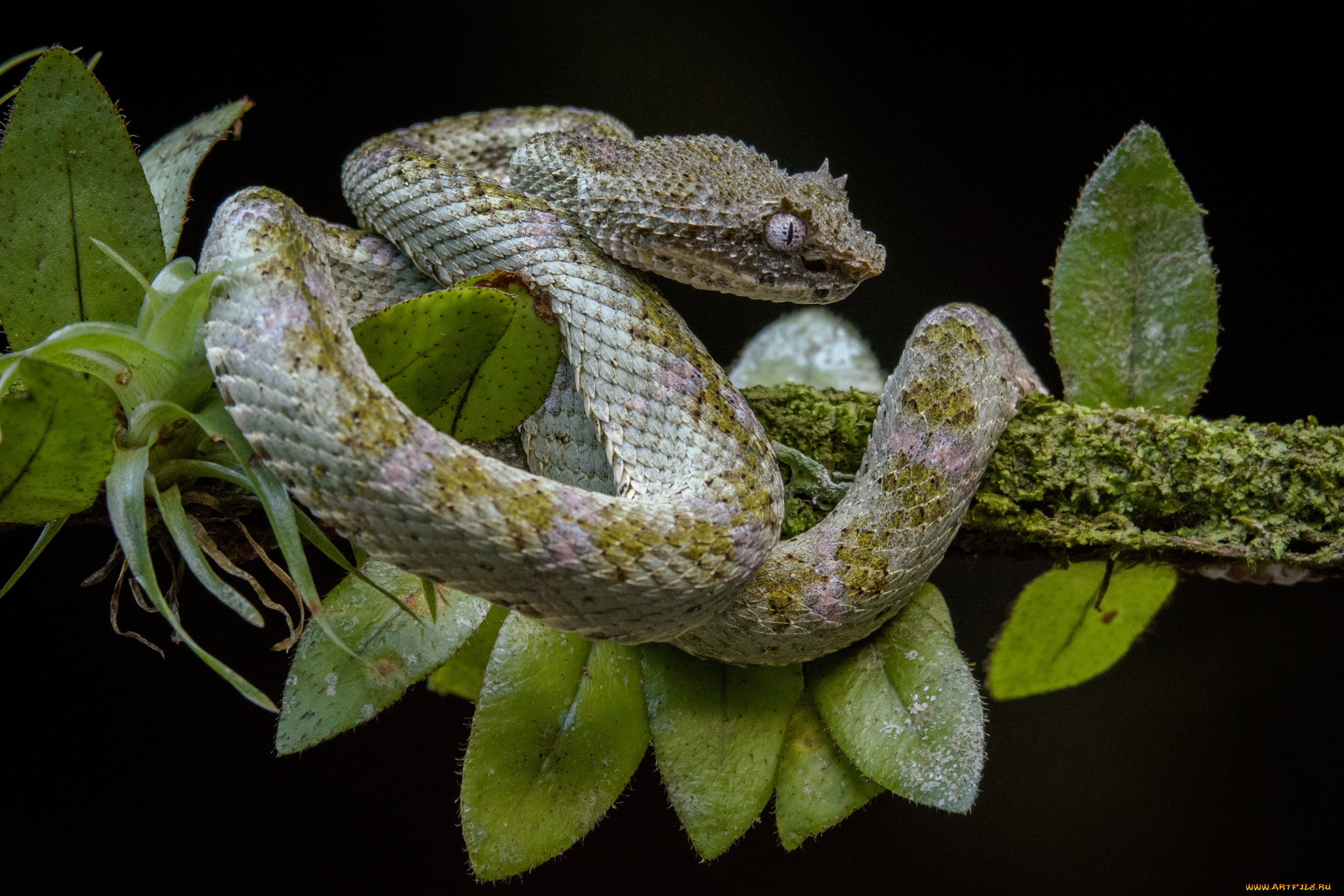 животные, змеи, , питоны, , кобры, змея