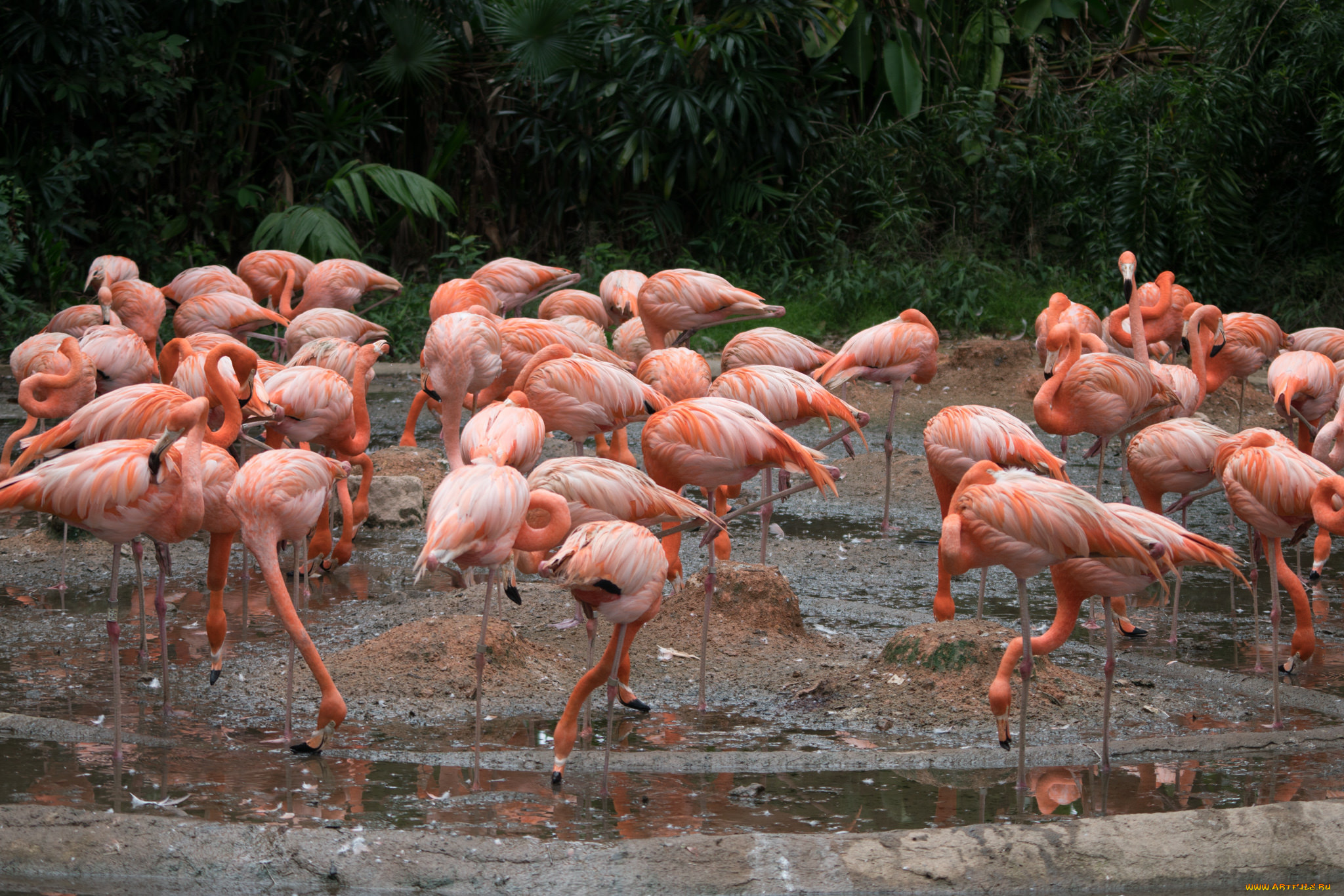 животные, фламинго, птичка