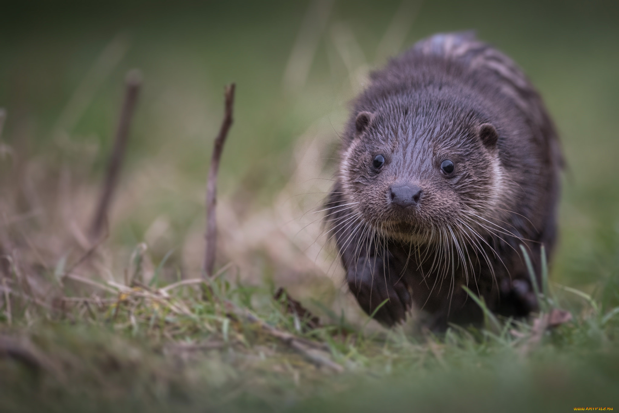 животные, выдры, , каланы, , ондатры, выдра