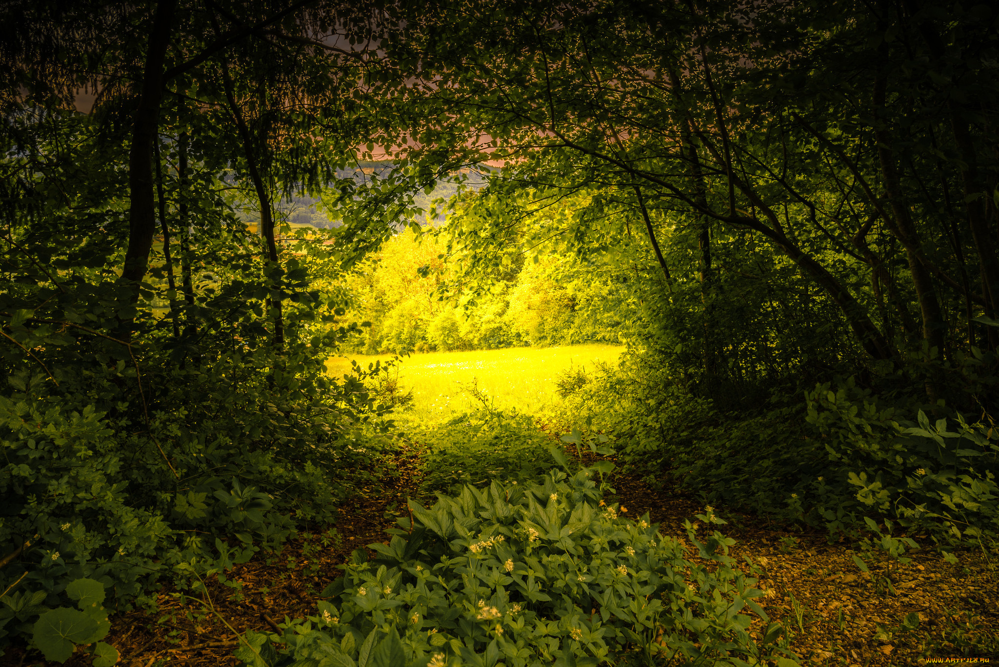 природа, лес, деревья