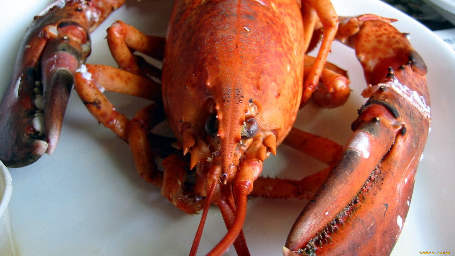 еда, рыба, , морепродукты, , суши, , роллы, лобстер