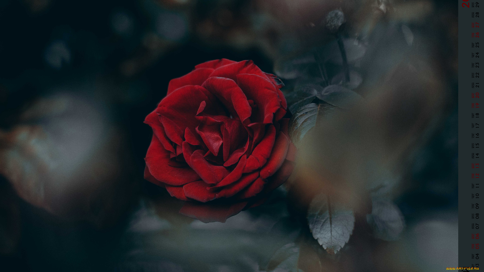 календари, цветы, бутон