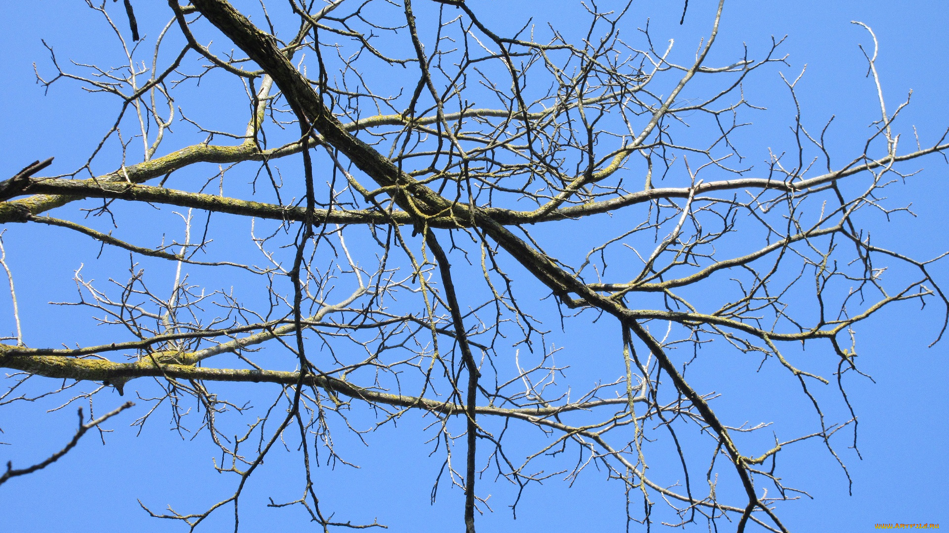 природа, деревья, апрель, весна, 2018