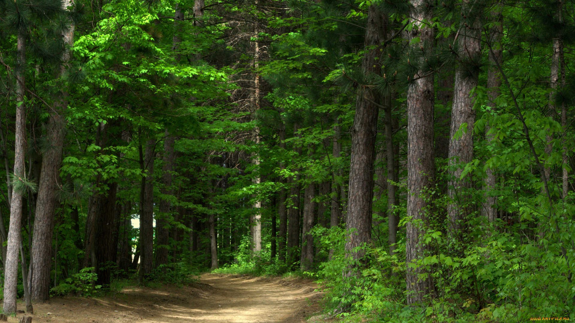 природа, дороги, простор