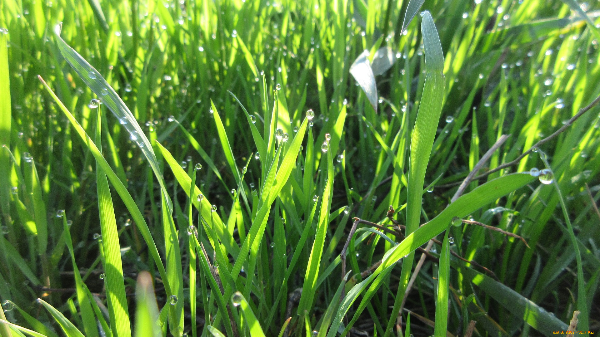 природа, макро, апрель, весна, 2018