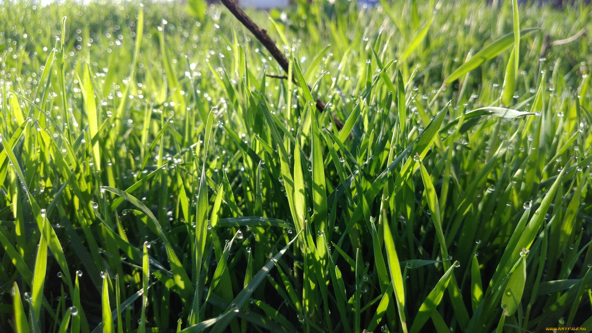 природа, макро, трава