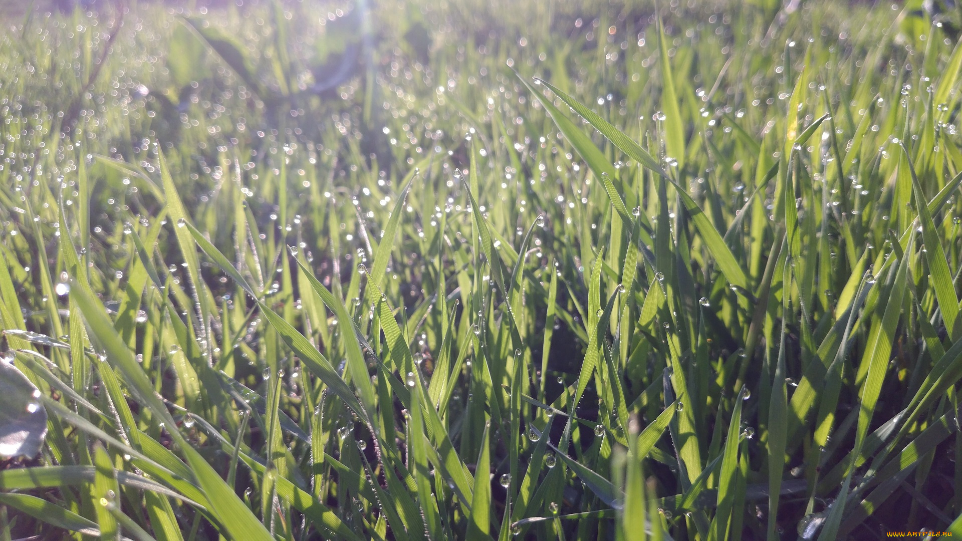 природа, макро, трава