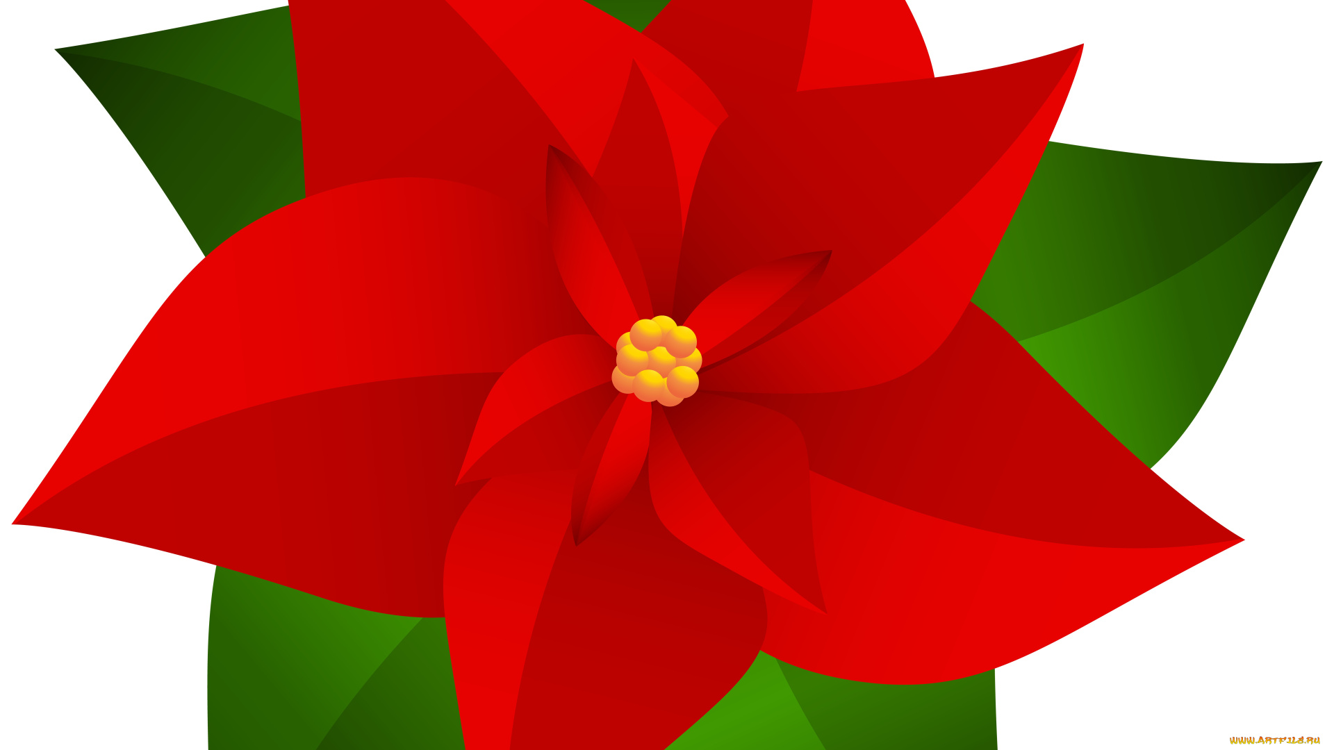 векторная, графика, цветы, , flowers, цветы, лепестки, фон