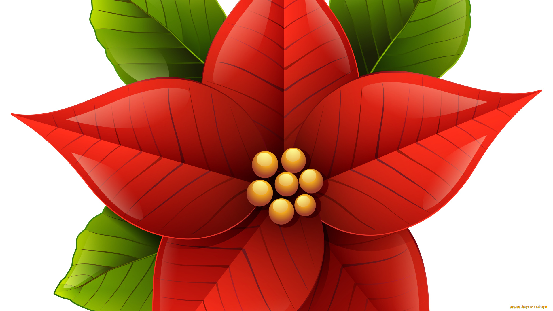 векторная, графика, цветы, , flowers, фон, цветы, лепестки