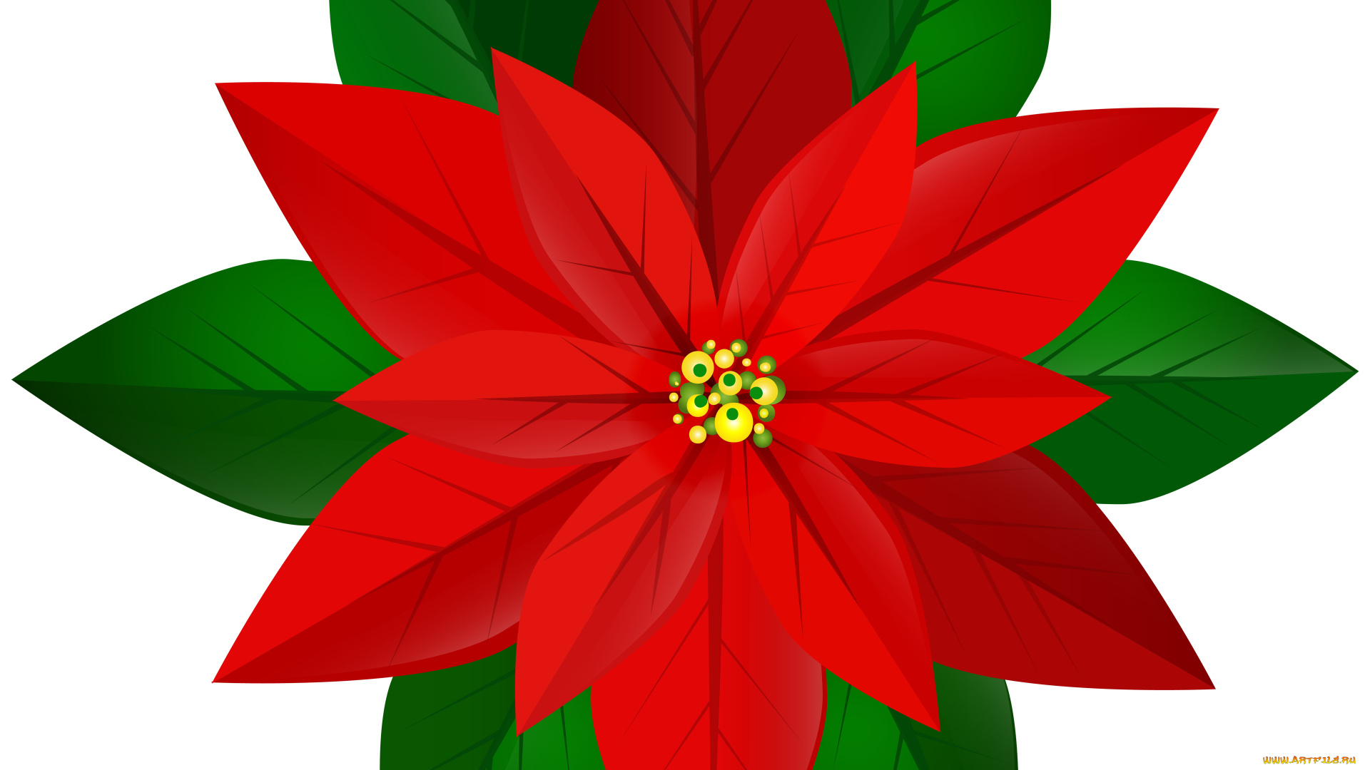 векторная, графика, цветы, , flowers, фон, цветы, лепестки