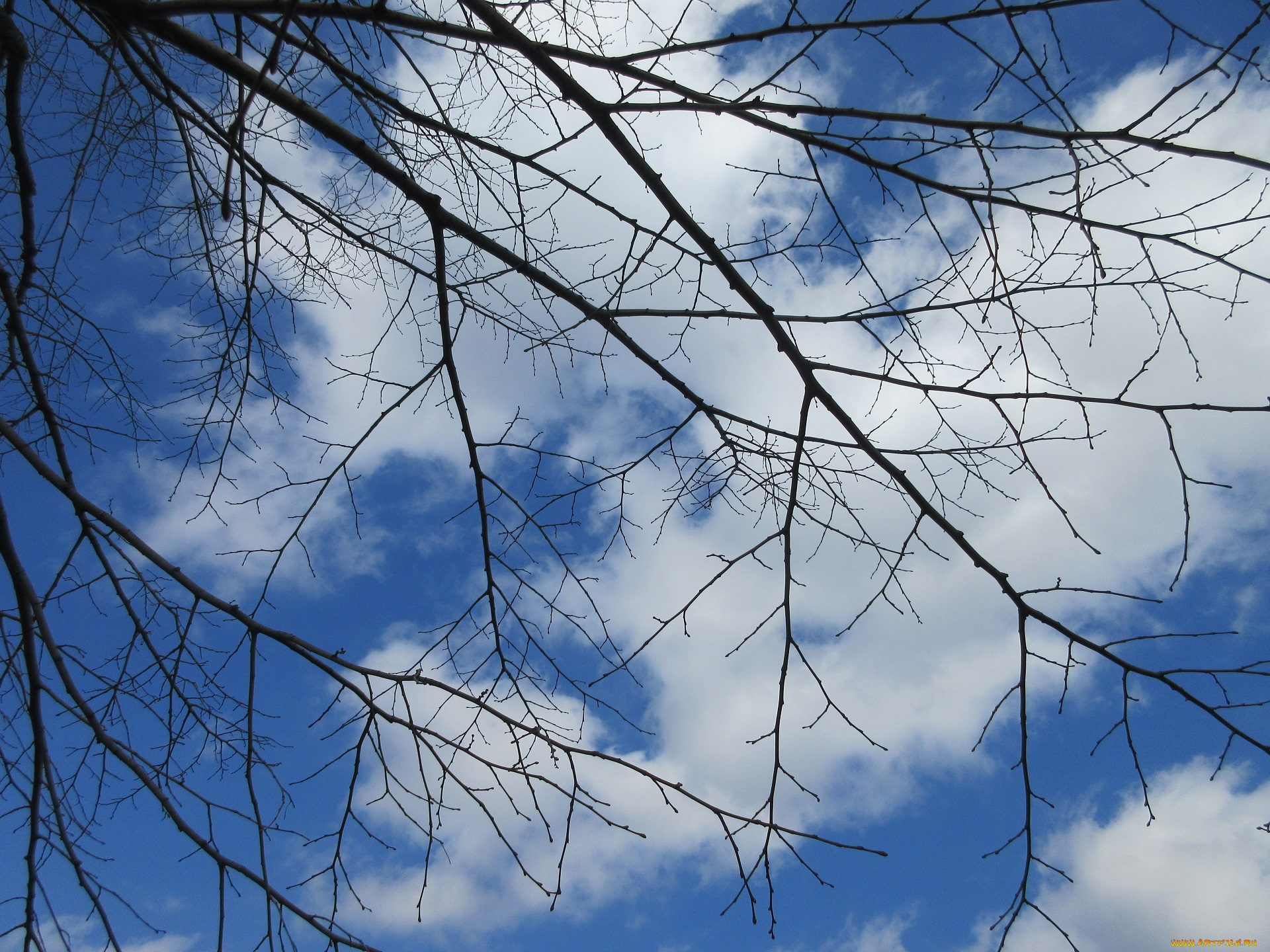 природа, деревья, ветки