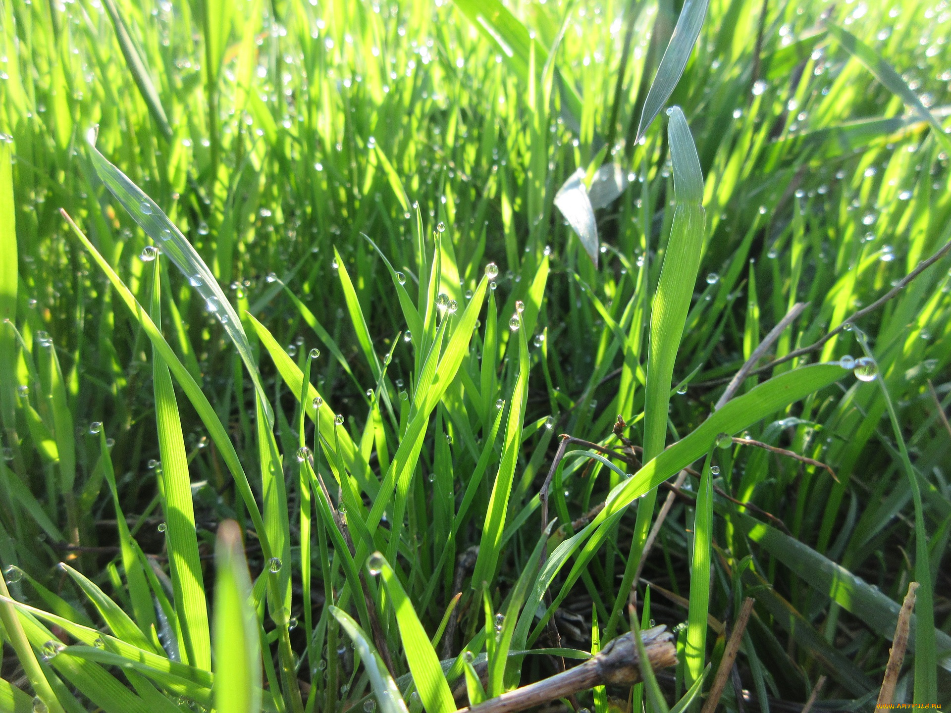 природа, макро, апрель, весна, 2018