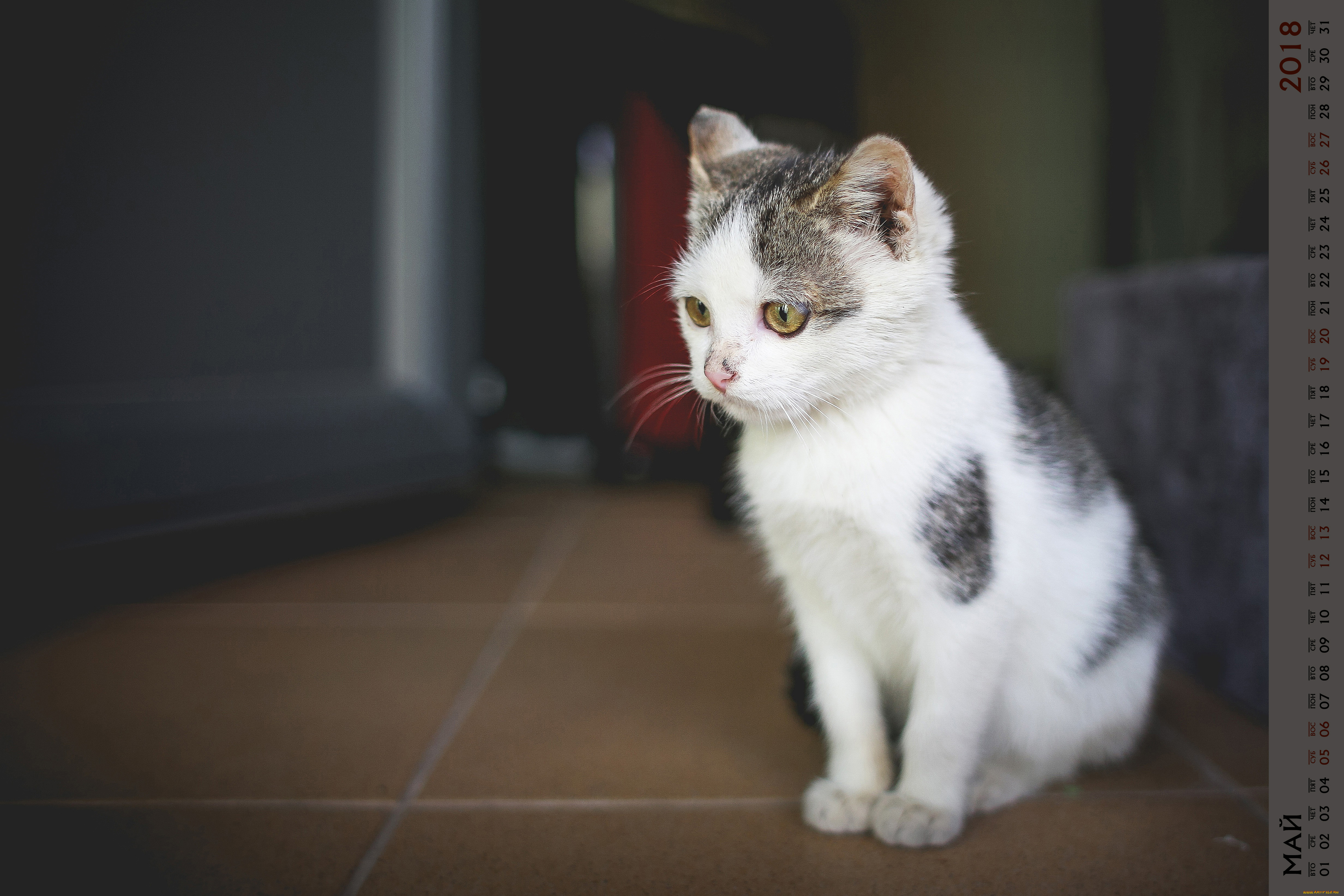 календари, животные, кошка, взгляд