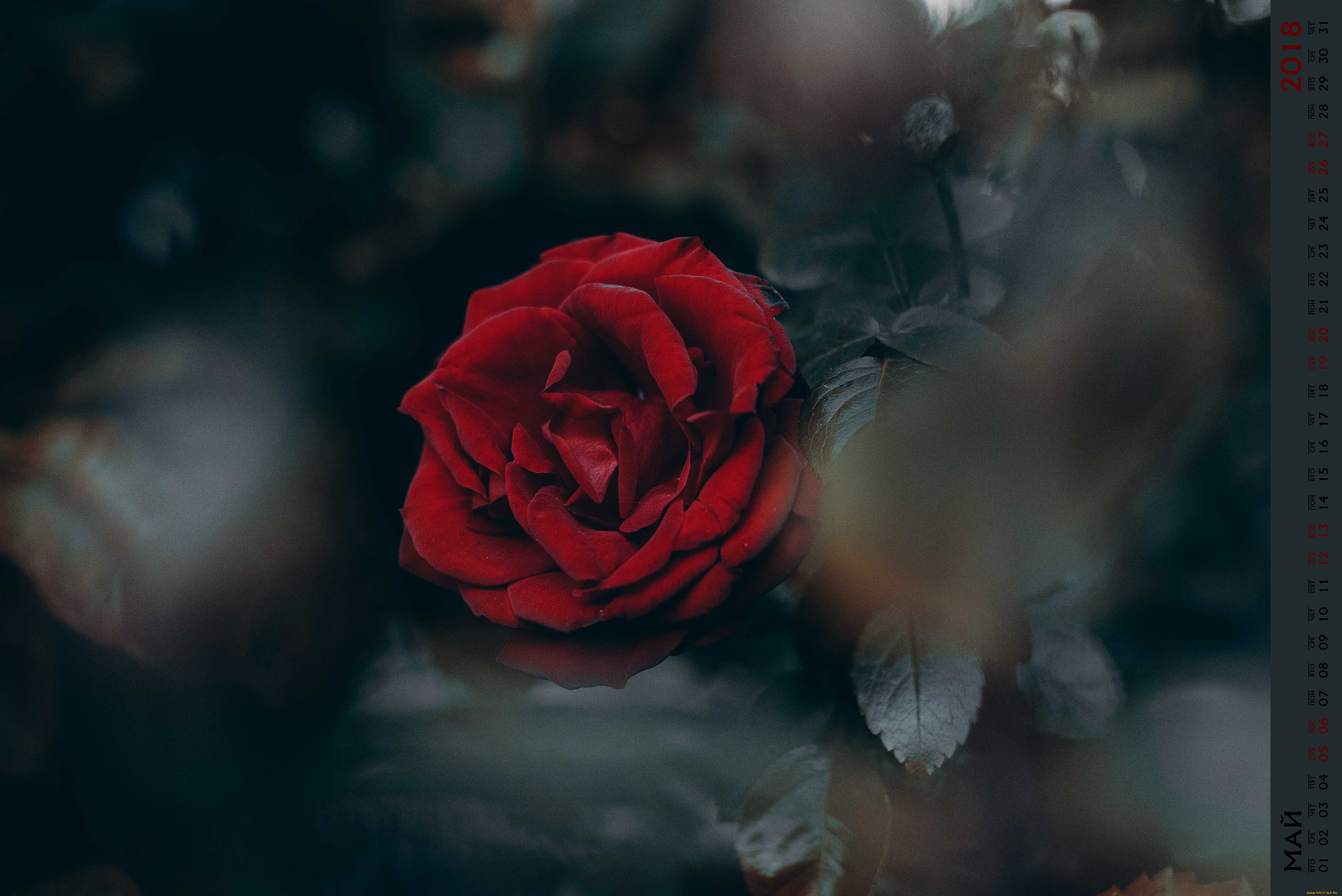 календари, цветы, бутон