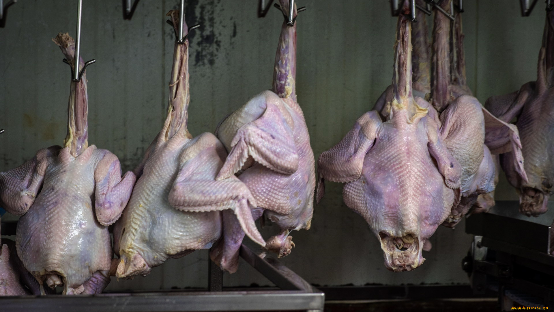 еда, мясные, блюда, индейки