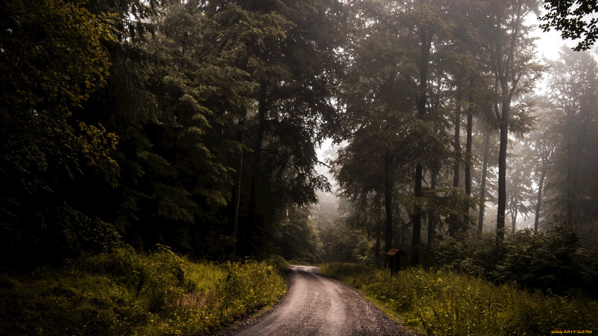природа, дороги, дорога, лесная
