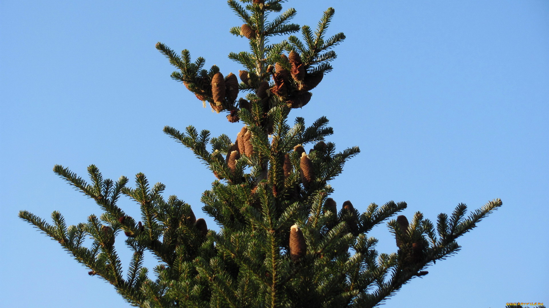 природа, шишки, , жёлуди, , каштаны