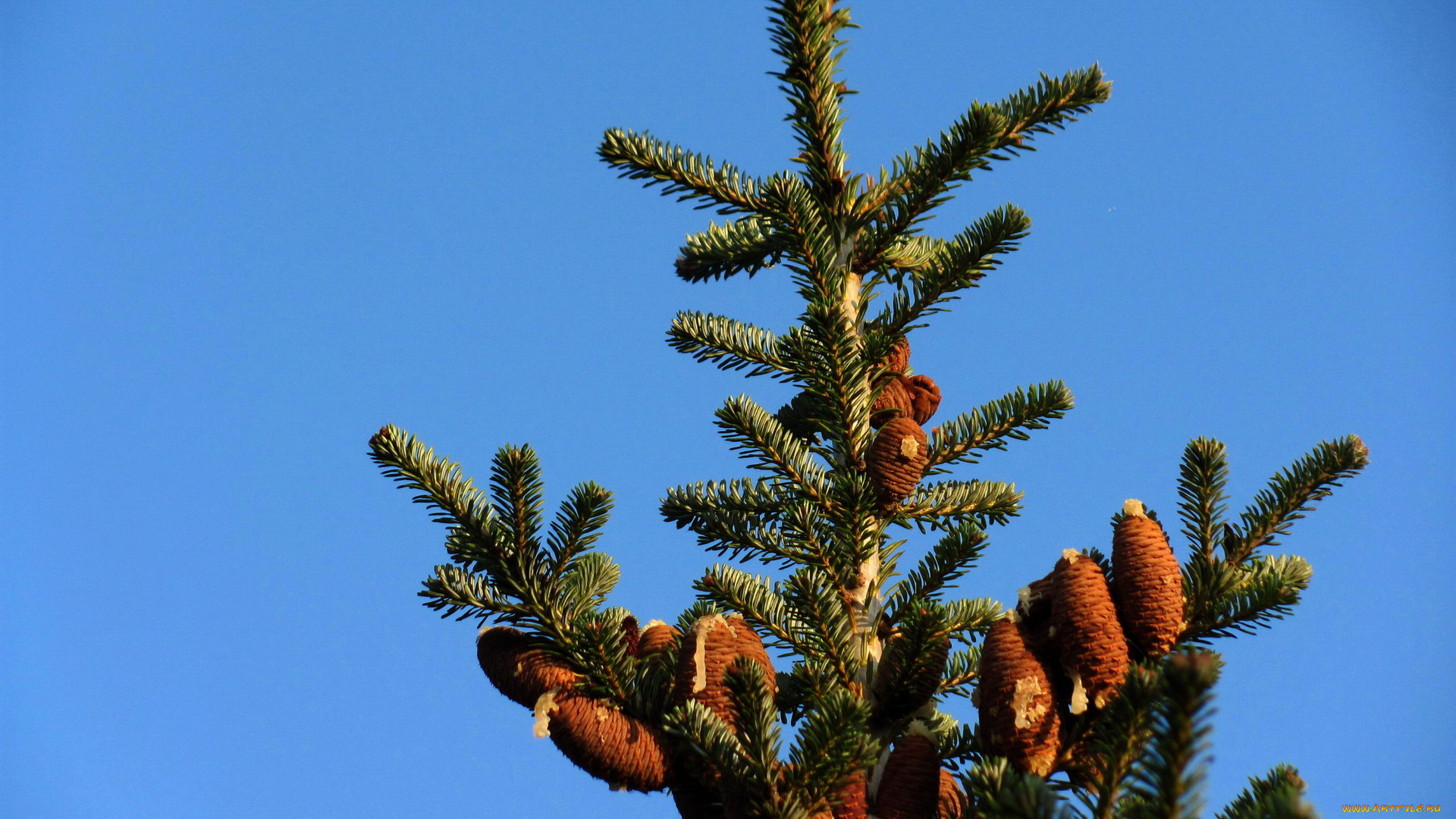 природа, шишки, , жёлуди, , каштаны