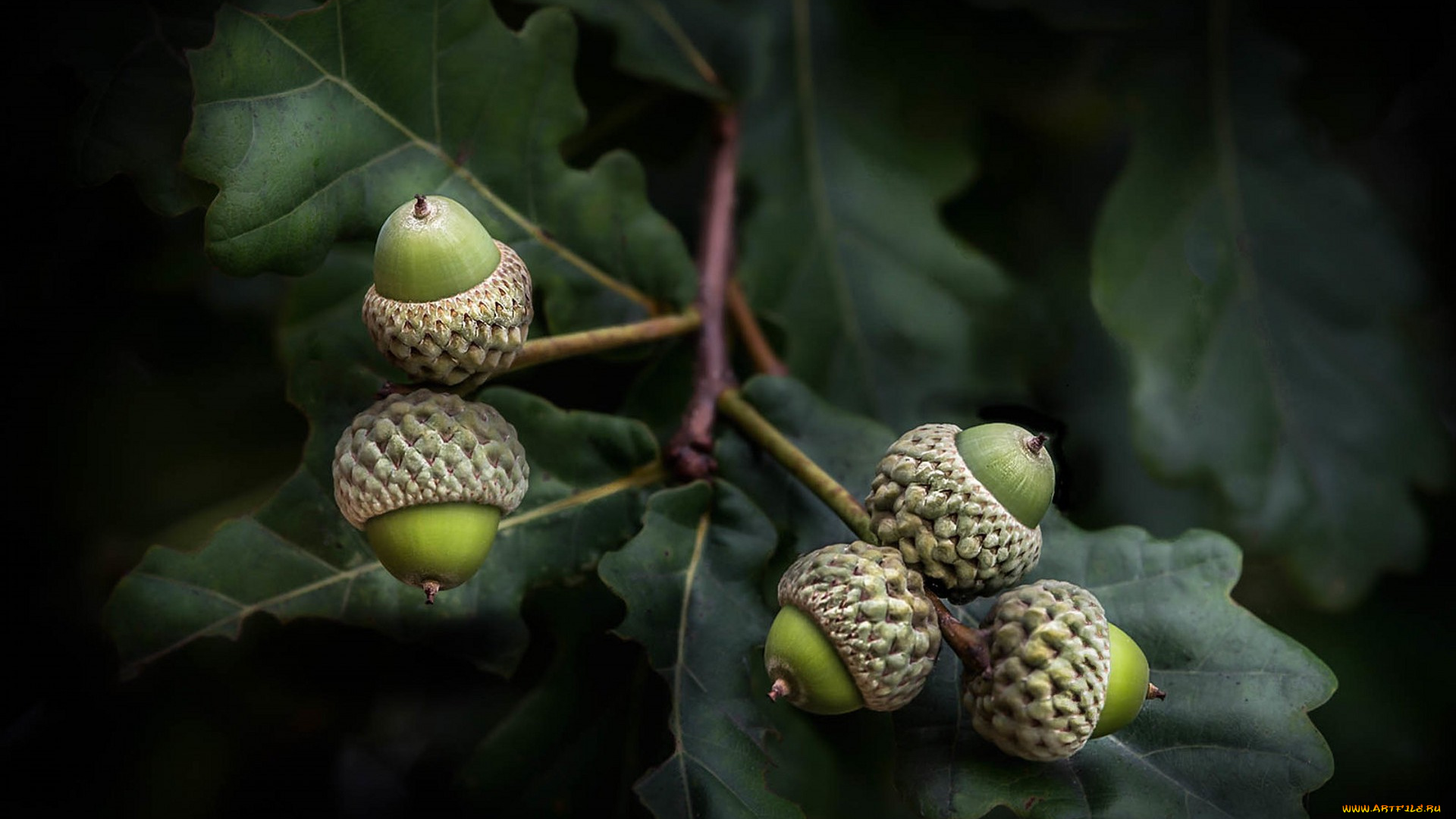 природа, шишки, , жёлуди, , каштаны, простор