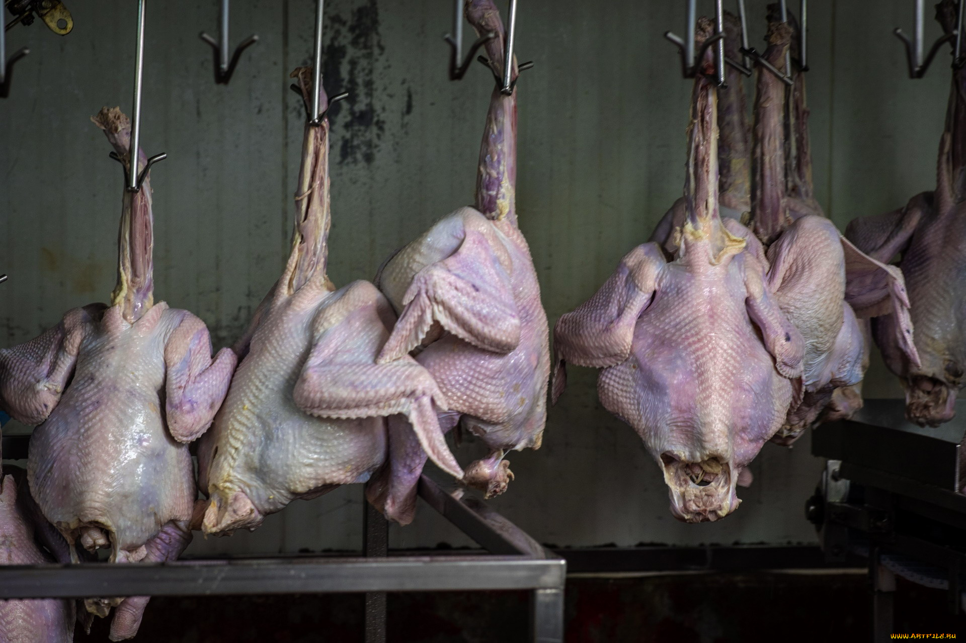 еда, мясные, блюда, индейки