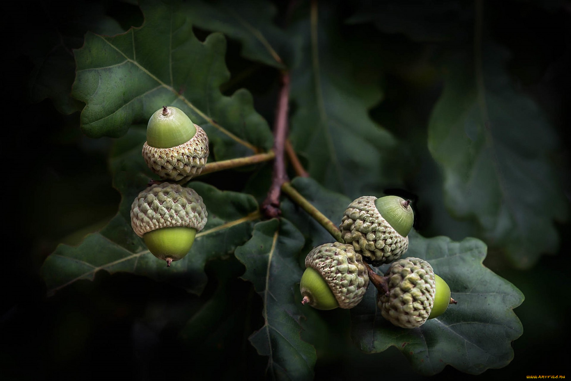 природа, шишки, , жёлуди, , каштаны, простор