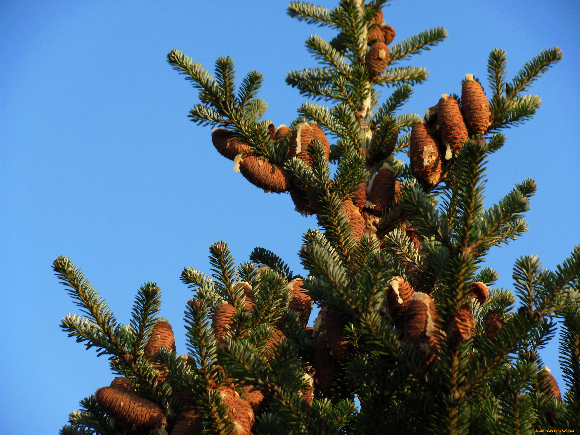 природа, шишки, , жёлуди, , каштаны