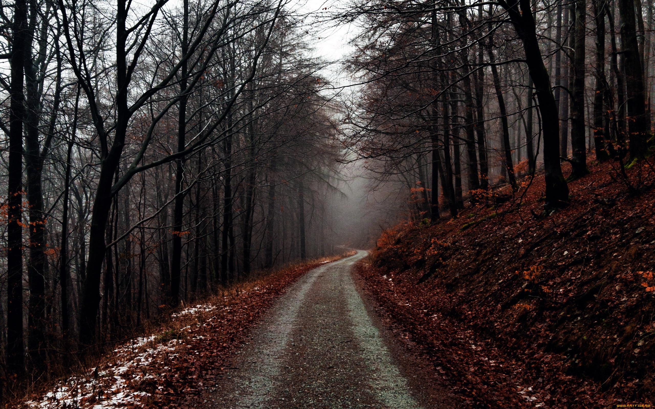 природа, дороги, дорога, лесная