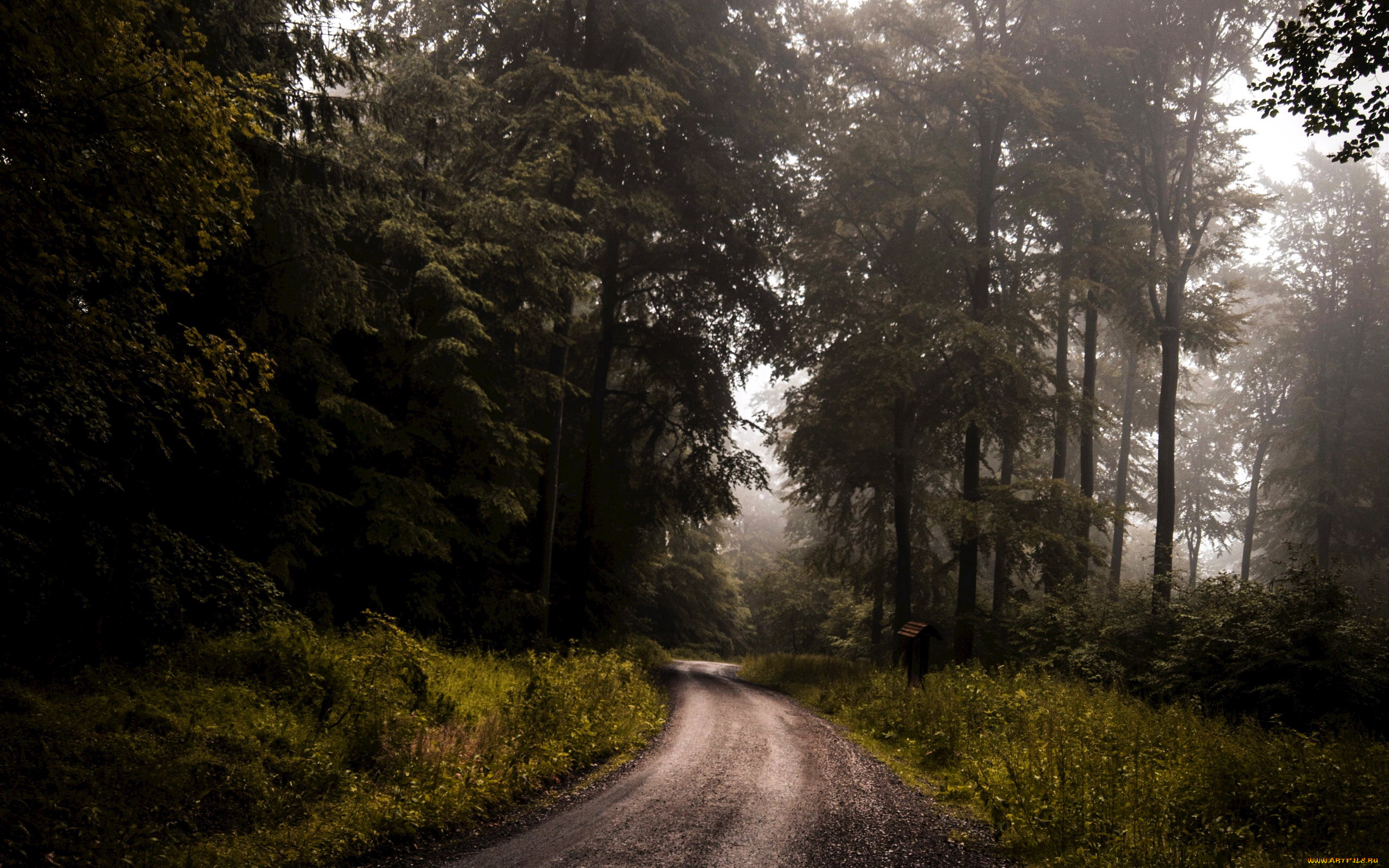 природа, дороги, дорога, лесная