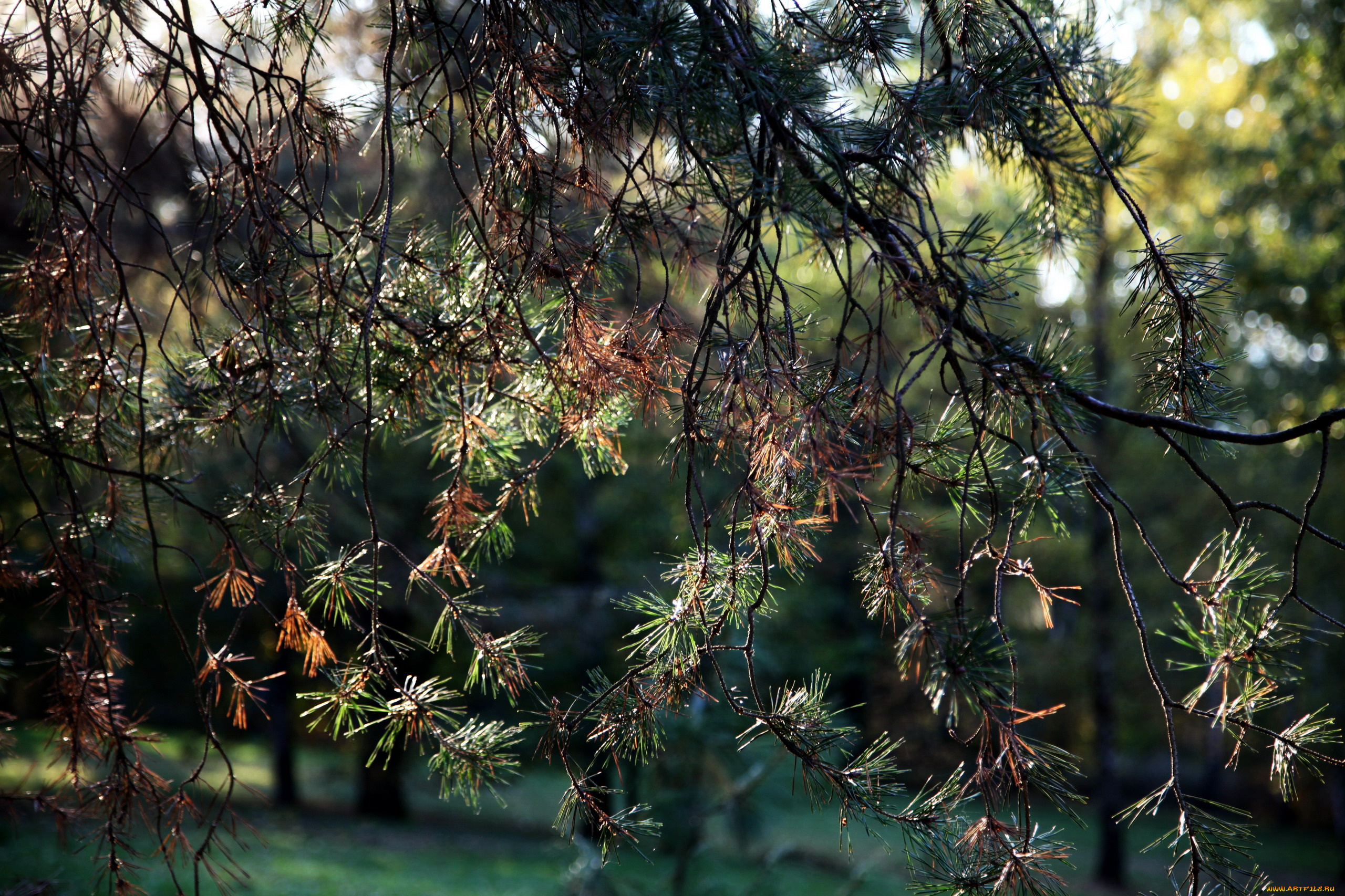 природа, листья, ветки