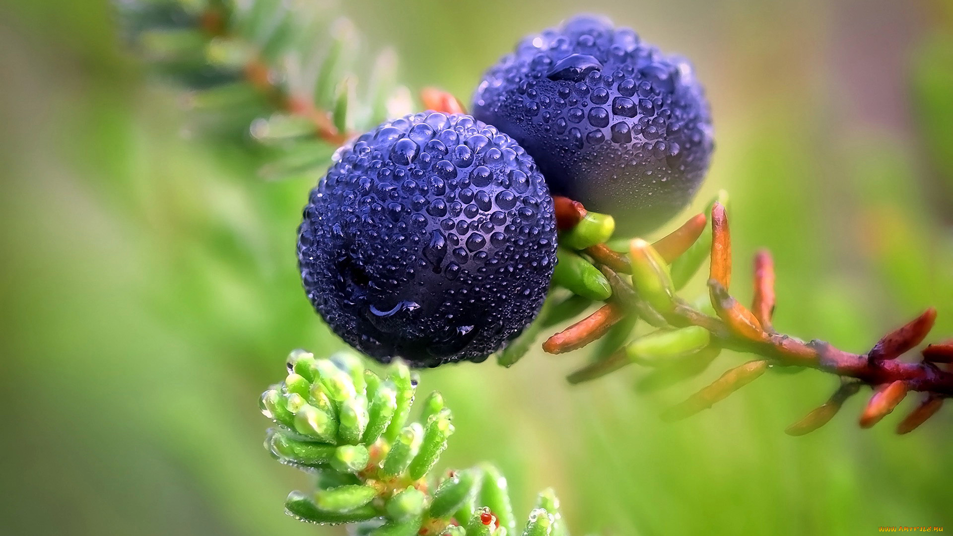 природа, ягоды, бузина