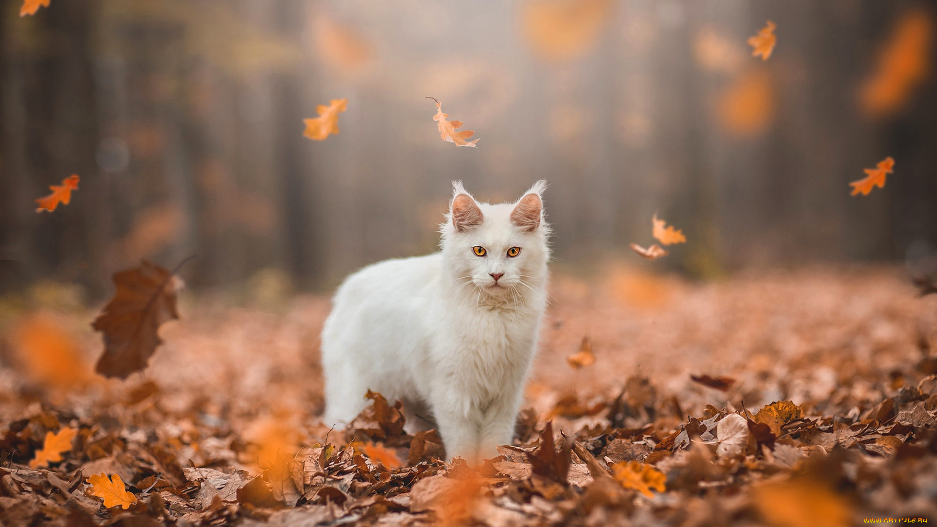 животные, коты, осень, лес, кошка, белый, кот, взгляд, листья, свет, природа, парк, листва, желтые, стоит, мордашка, листопад, боке