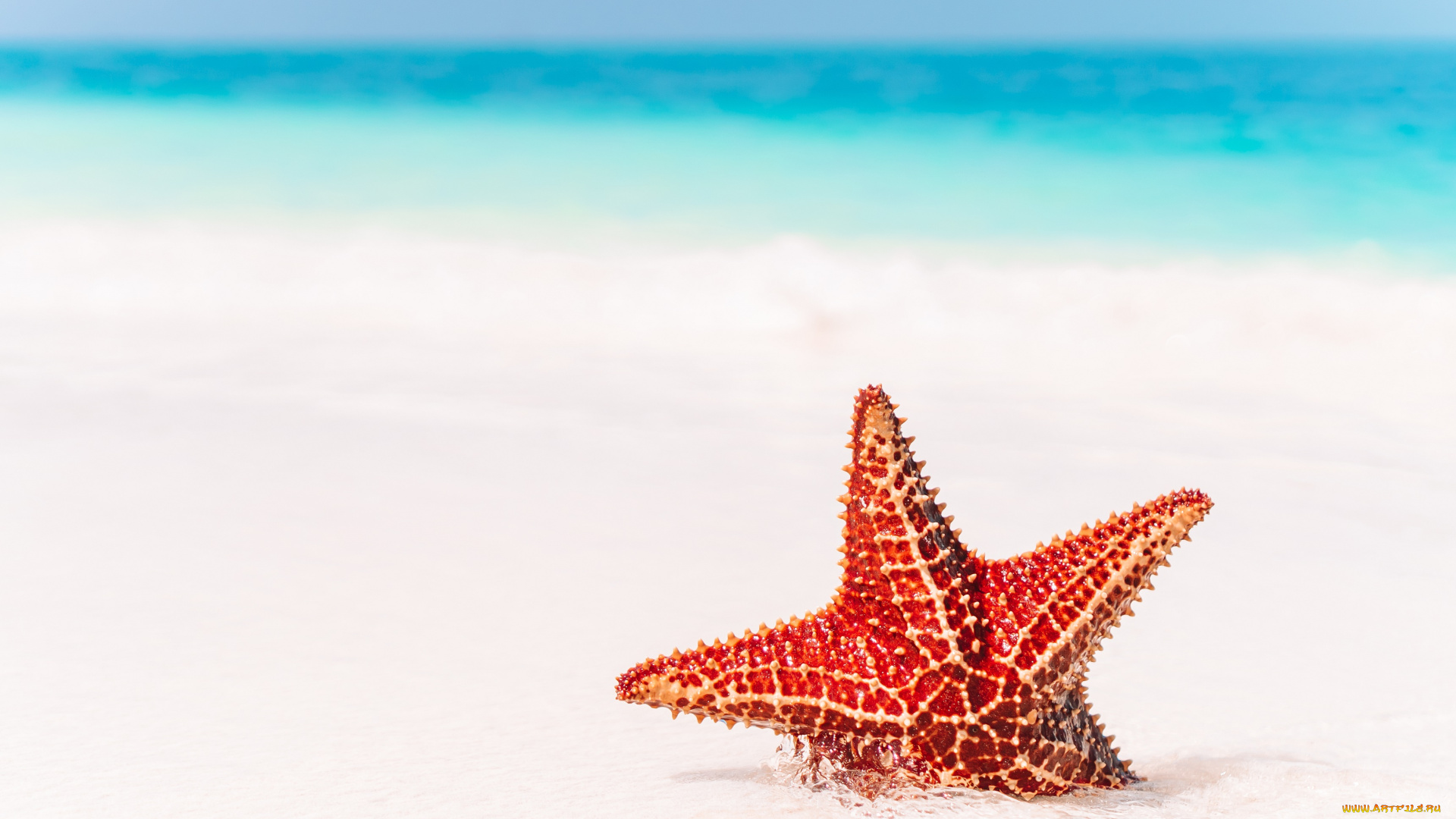 животные, морские, звёзды, море, природа, берег, морская, звезда